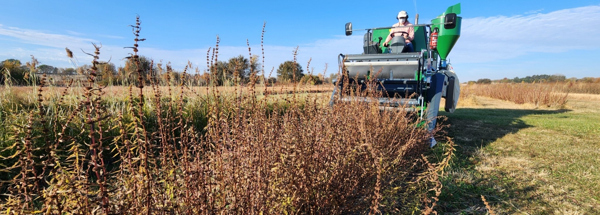 Lycopus americanus (American water horehound) header image