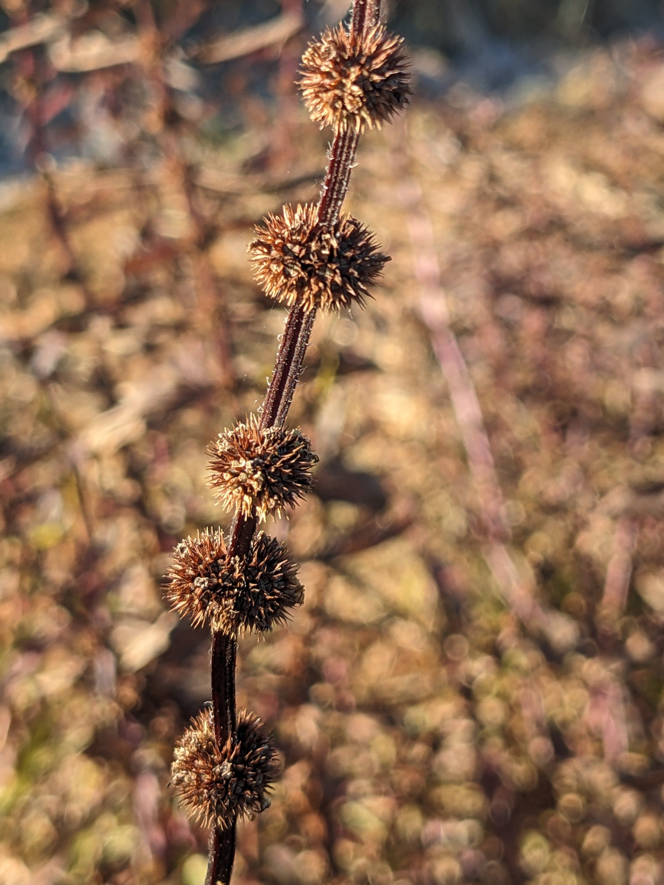 Lycopus americanus (American water horehound) seedhead