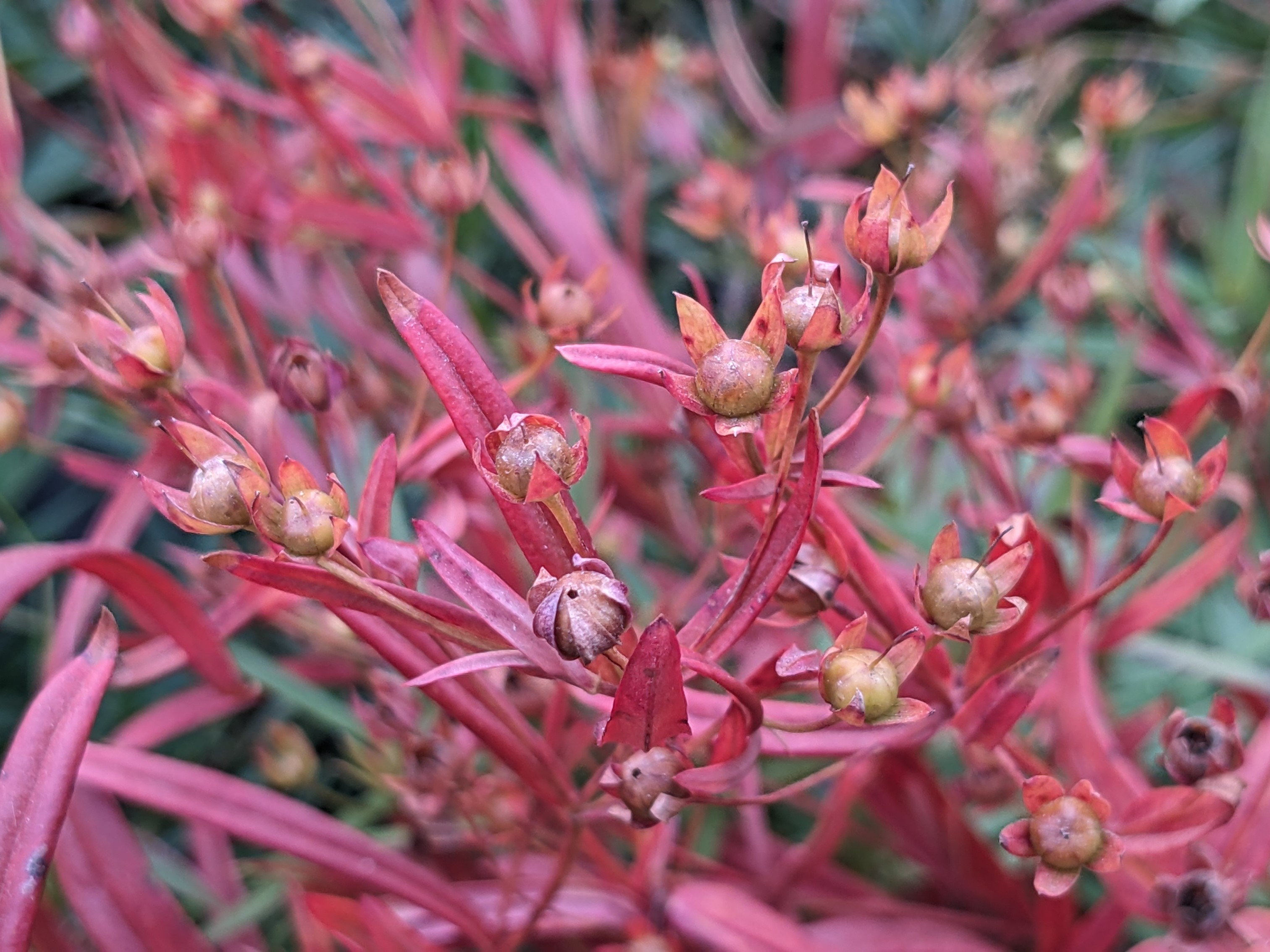 Lysimachia quadriflora (fourflower yellow loosestrife) fruit