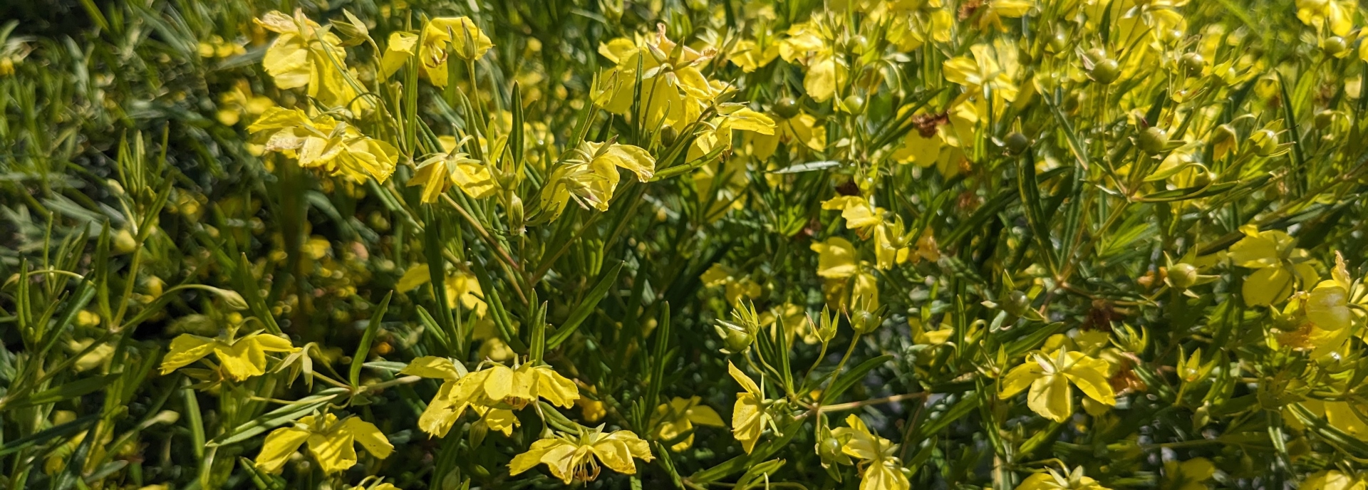 Lysimachia quadriflora (fourflower yellow loosestrife) header image
