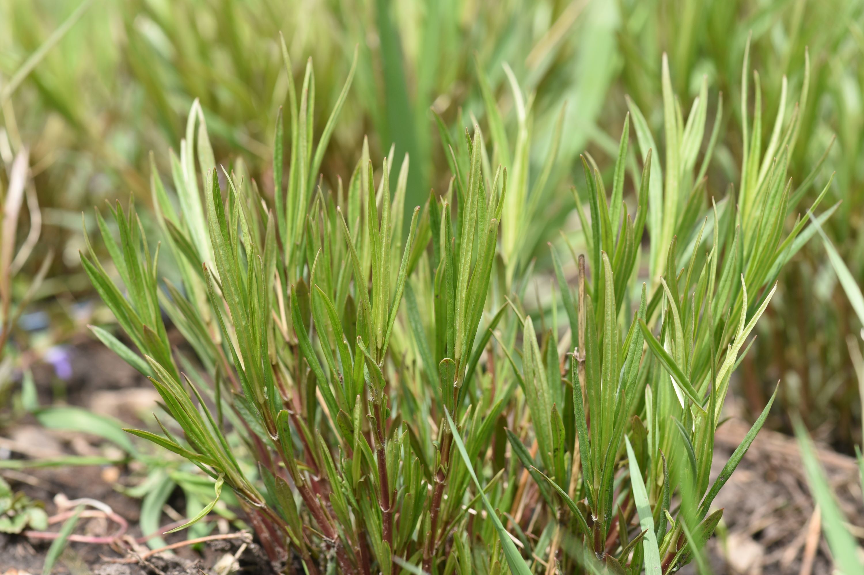 Lysimachia quadriflora (fourflower yellow loosestrife) leaves and stem