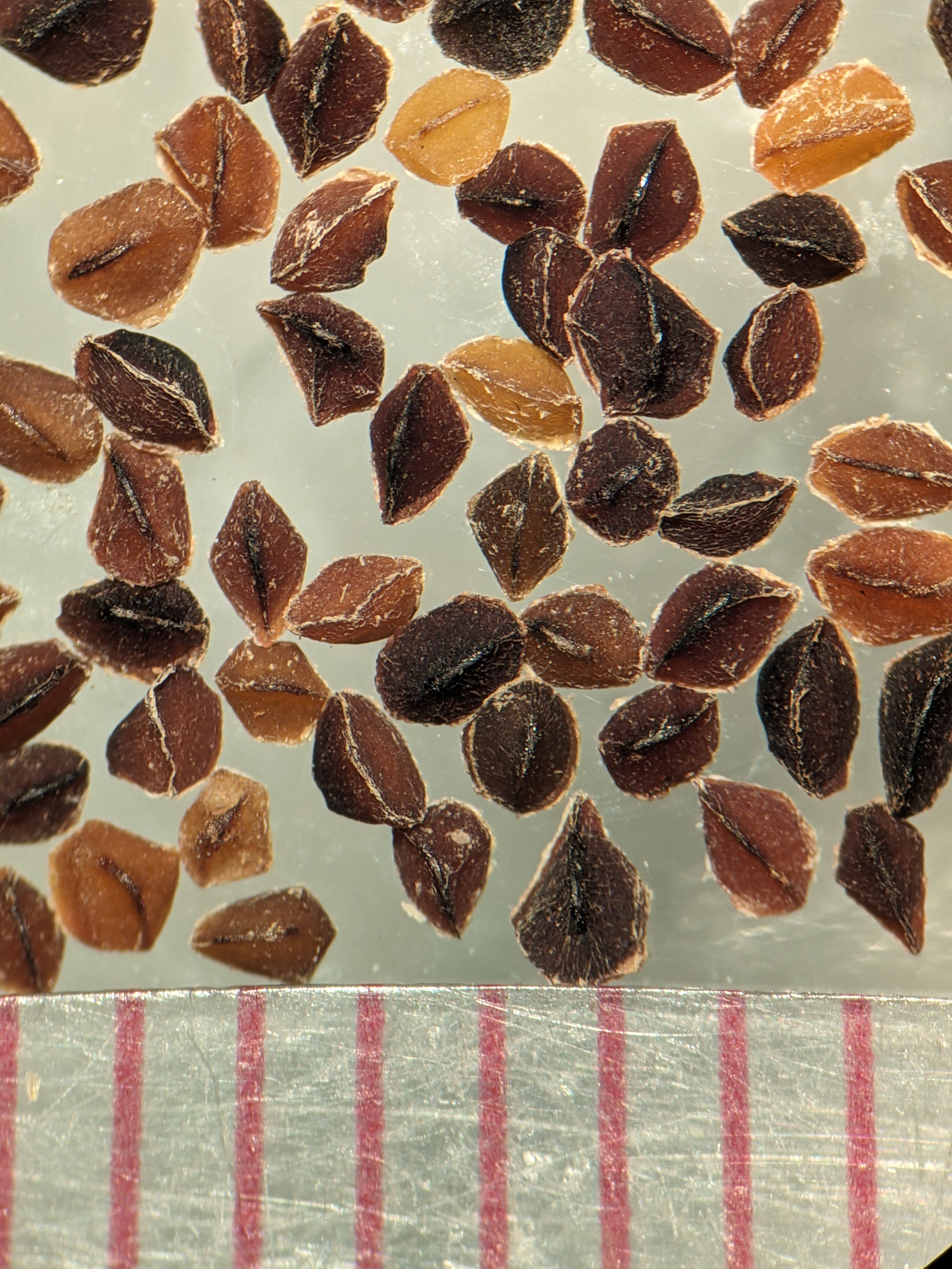 Lysimachia quadriflora (fourflower yellow loosestrife) seed