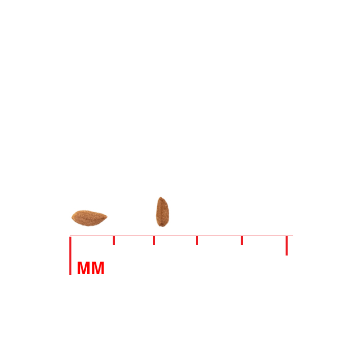 Lythrum alatum (winged lythrum) seed