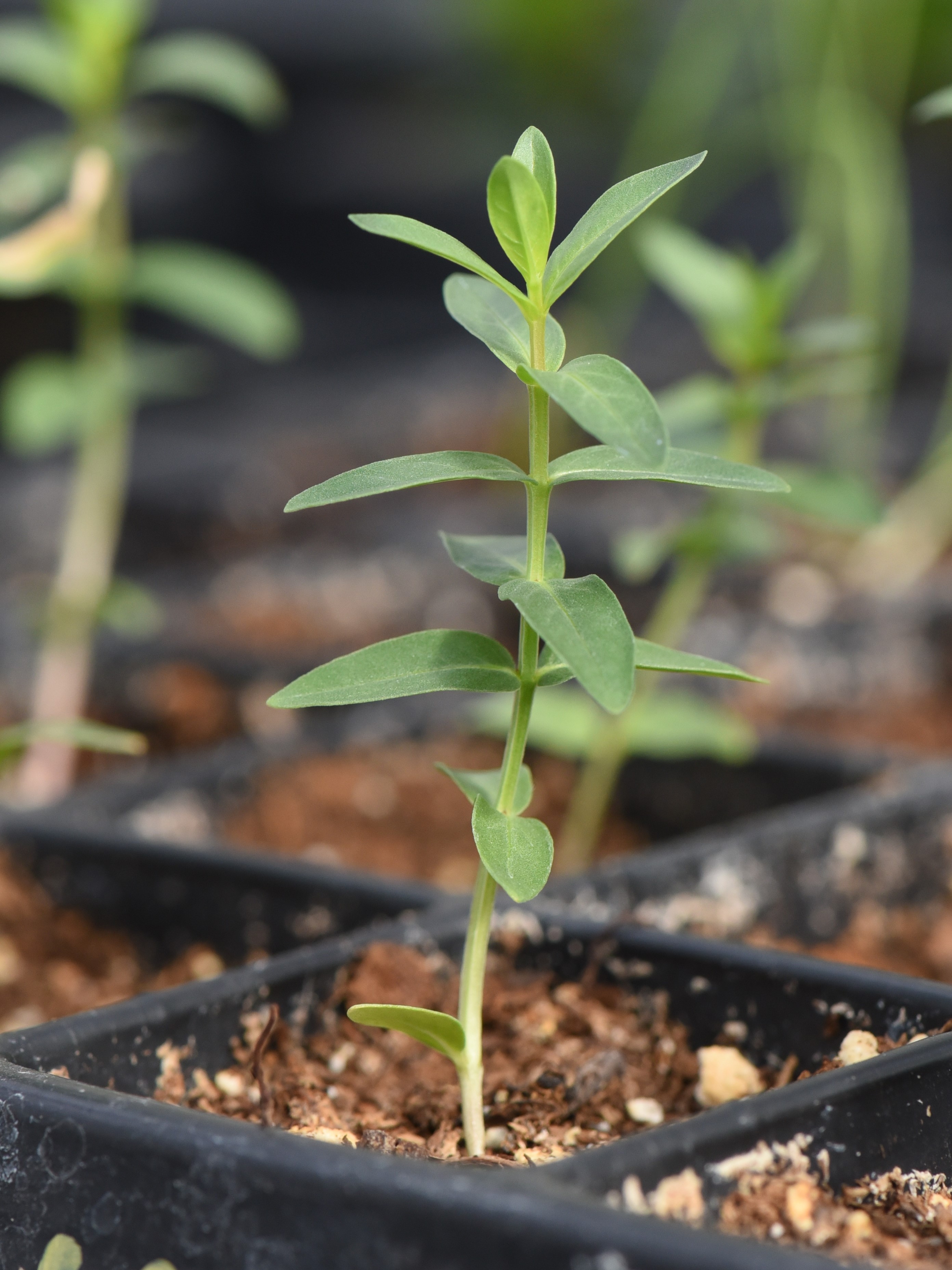 Lythrum alatum (winged lythrum) seedling leaves