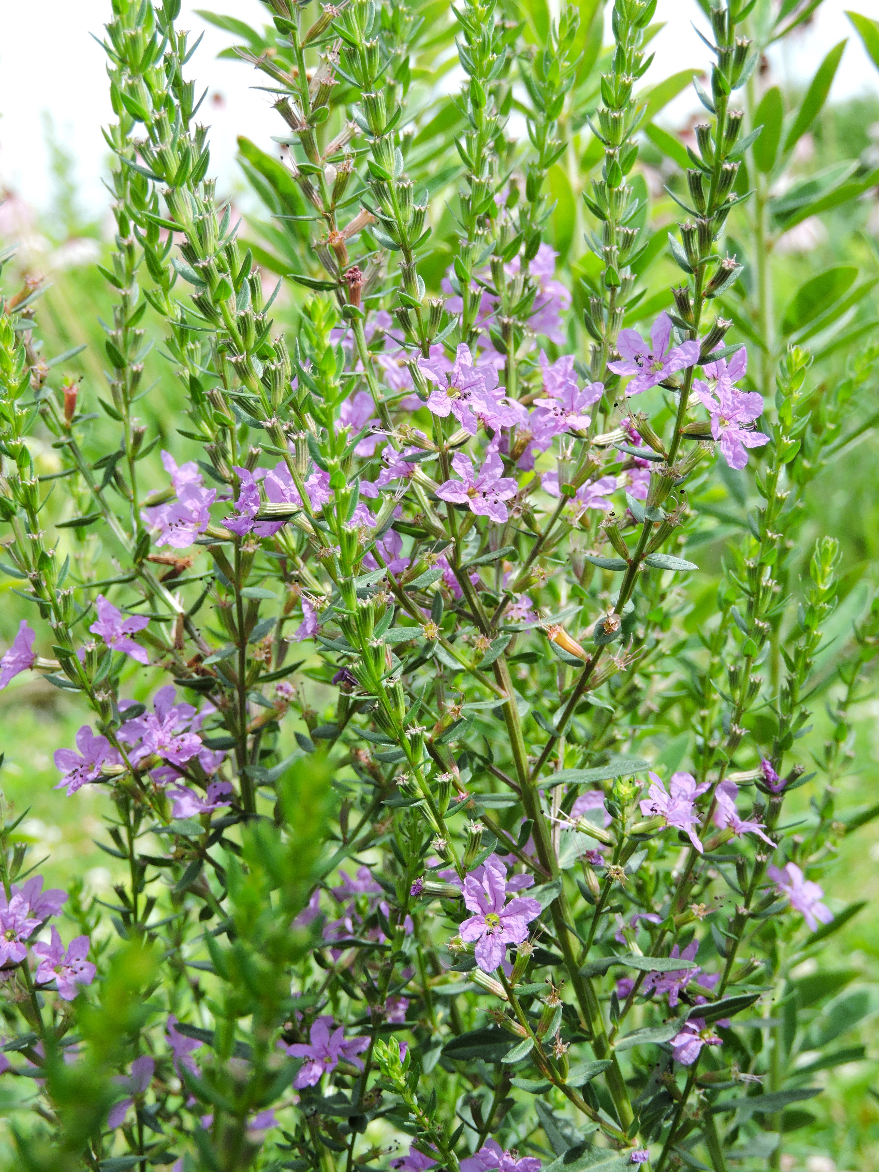 Lythrum alatum (winged lythrum) whole plant