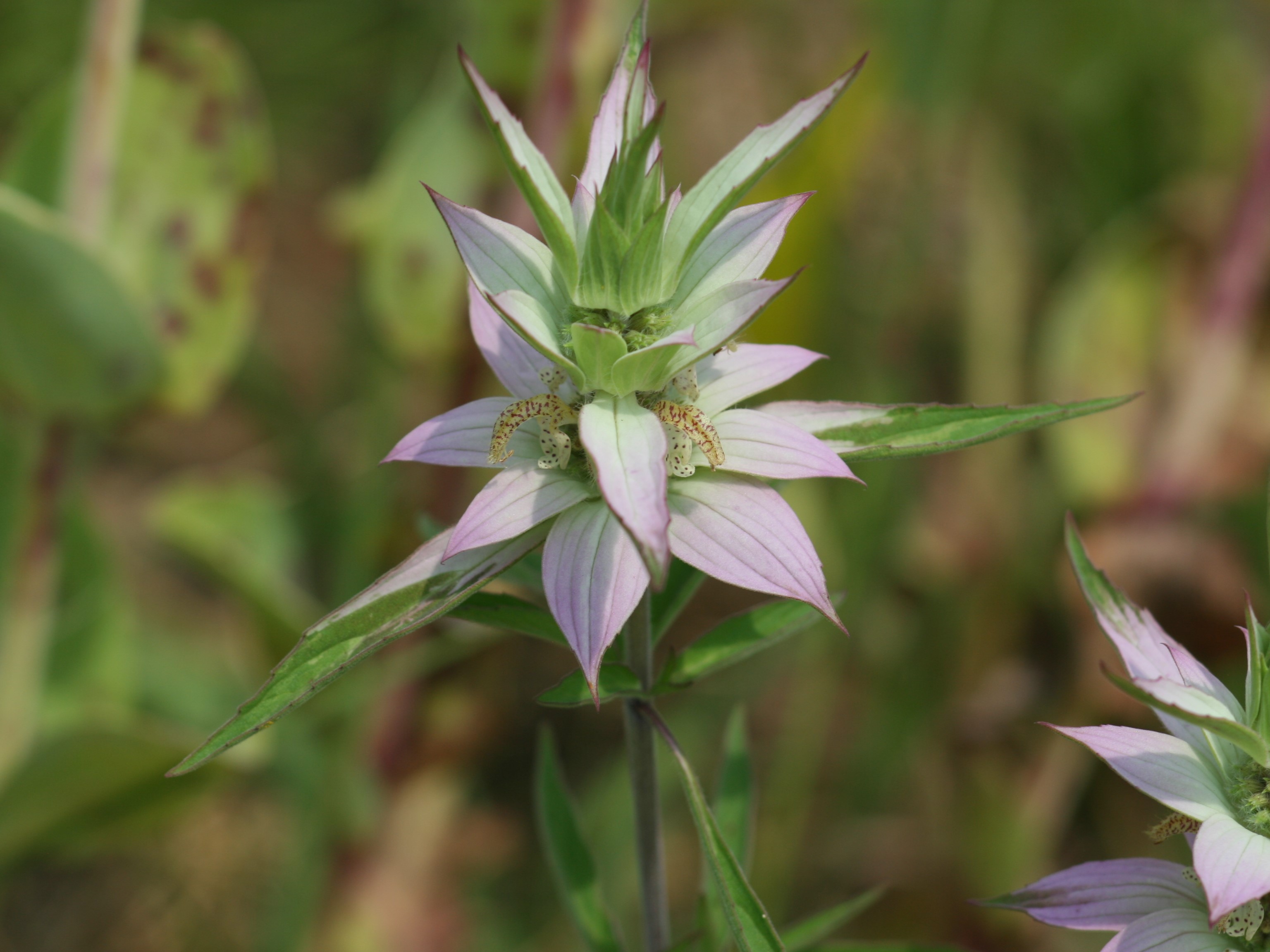Monarda punctata (spotted beebalm) flower