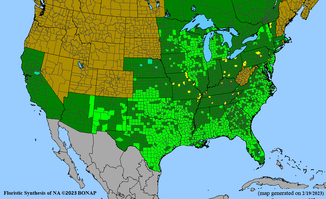 Monarda punctata (spotted beebalm) BONAP map