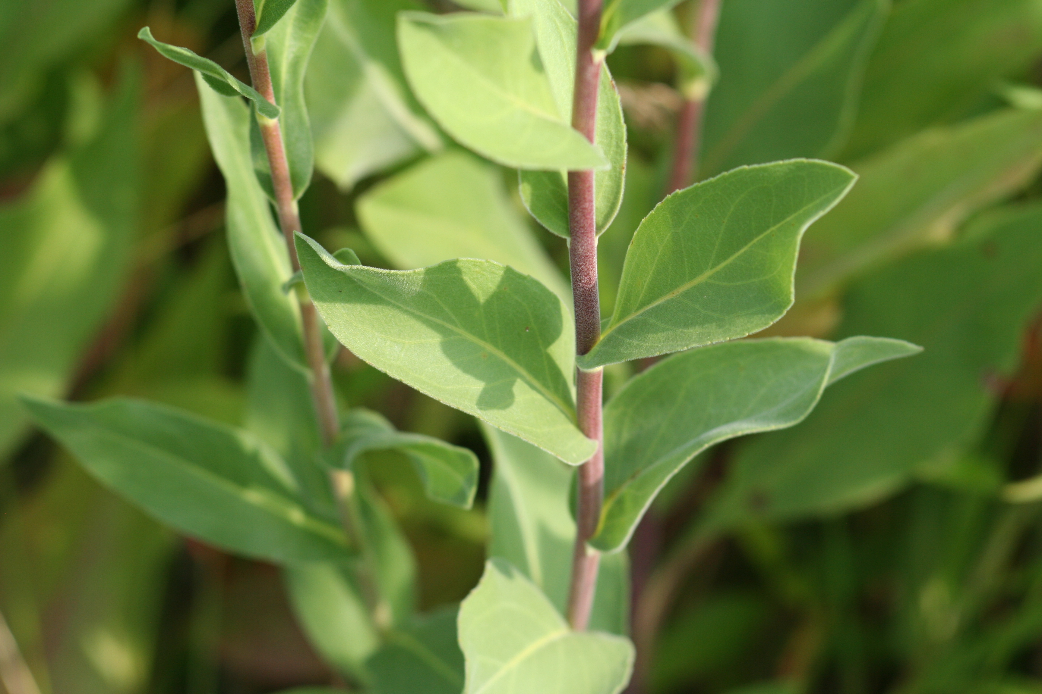 Oligoneuron rigidum (stiff goldenrod) leaves