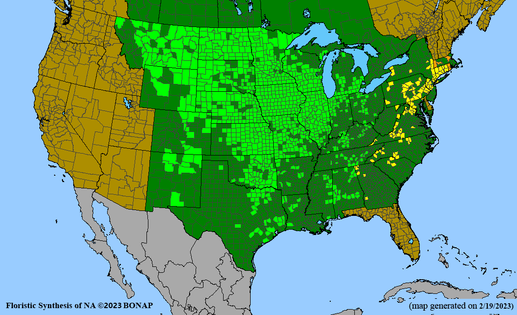 Oligoneuron rigidum (stiff goldenrod) BONAP map