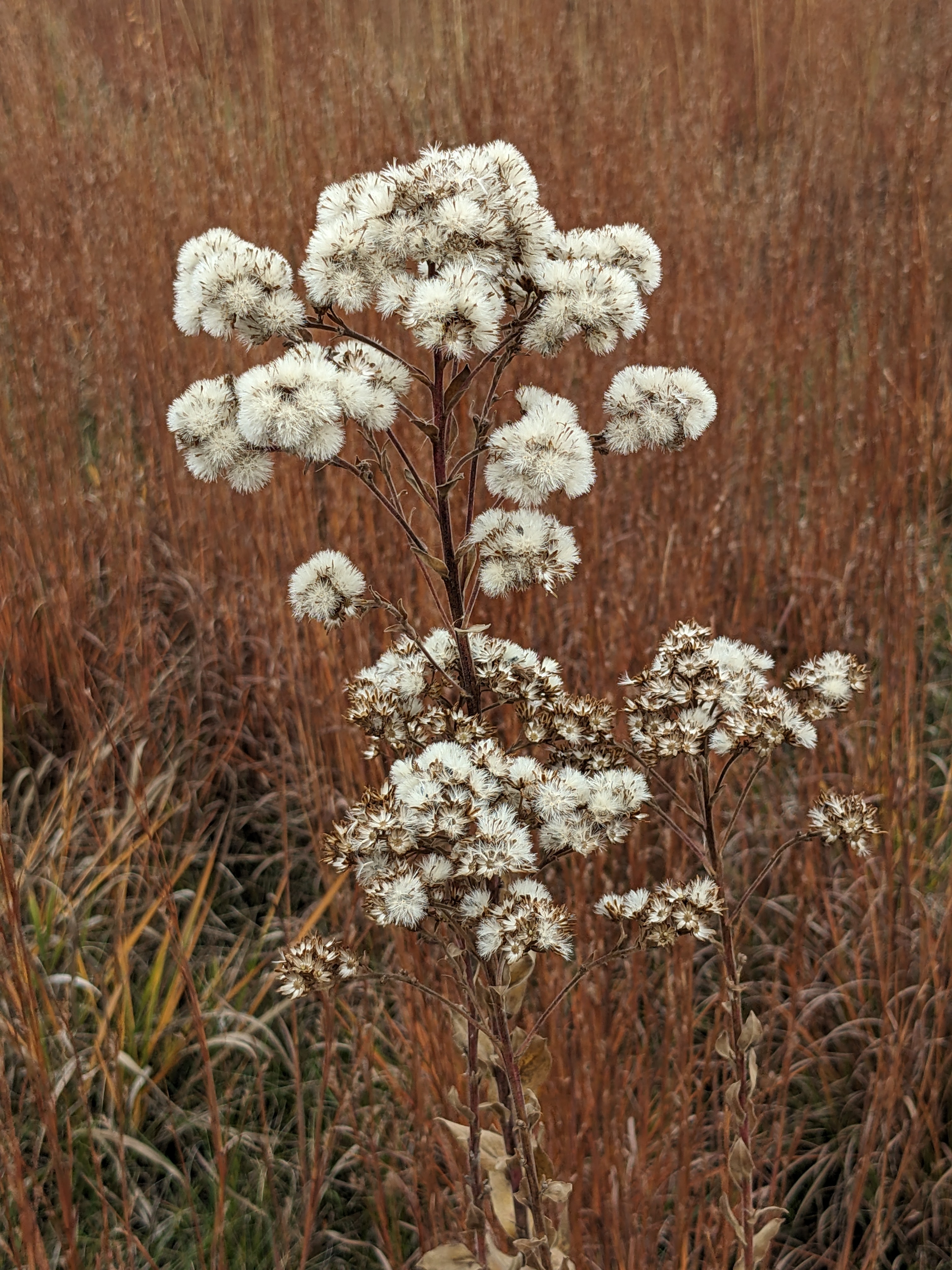 Oligoneuron rigidum (stiff goldenrod) seed heads