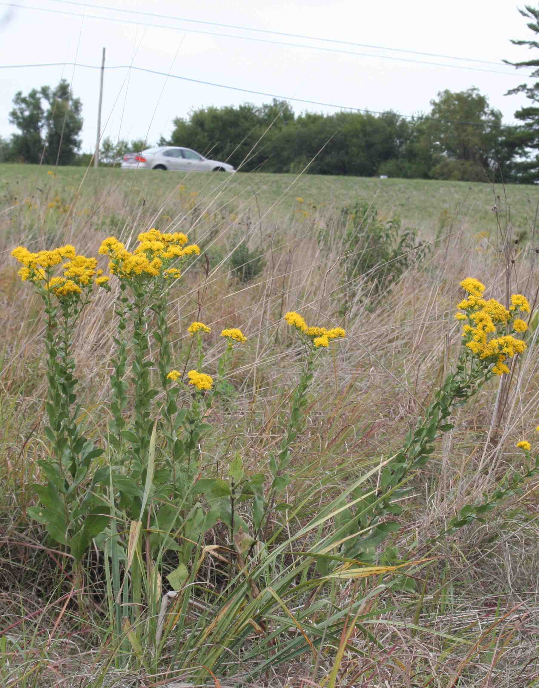 Oligoneuron rigidum (stiff goldenrod) whole plant
