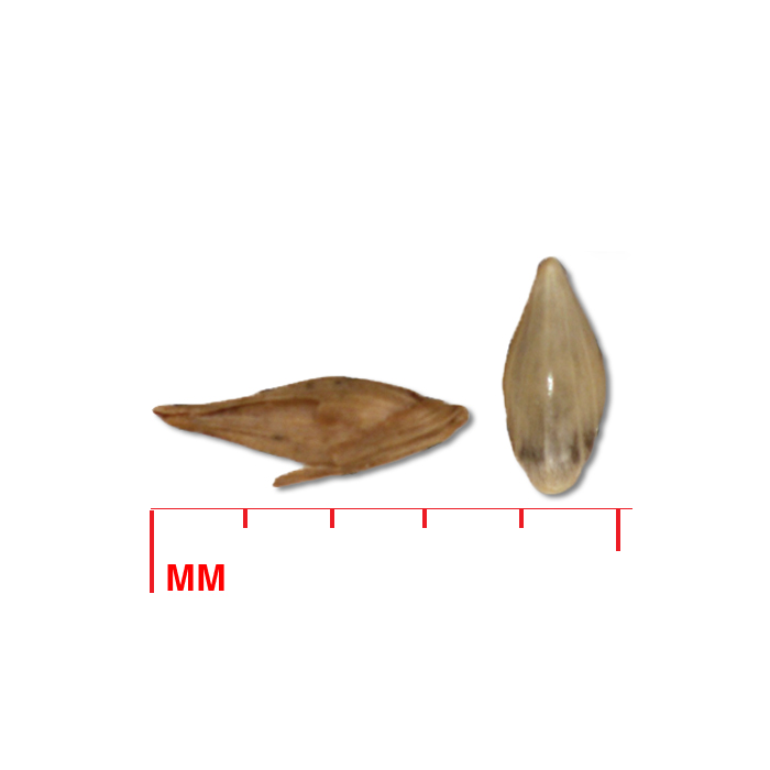 Panicum virgatum (switchgrass) seed