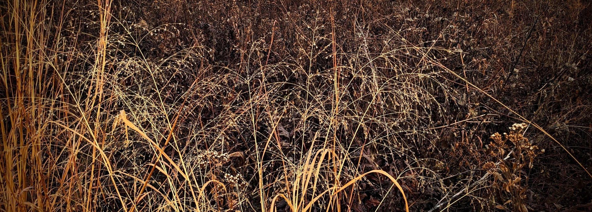 Panicum virgatum (switchgrass) header image