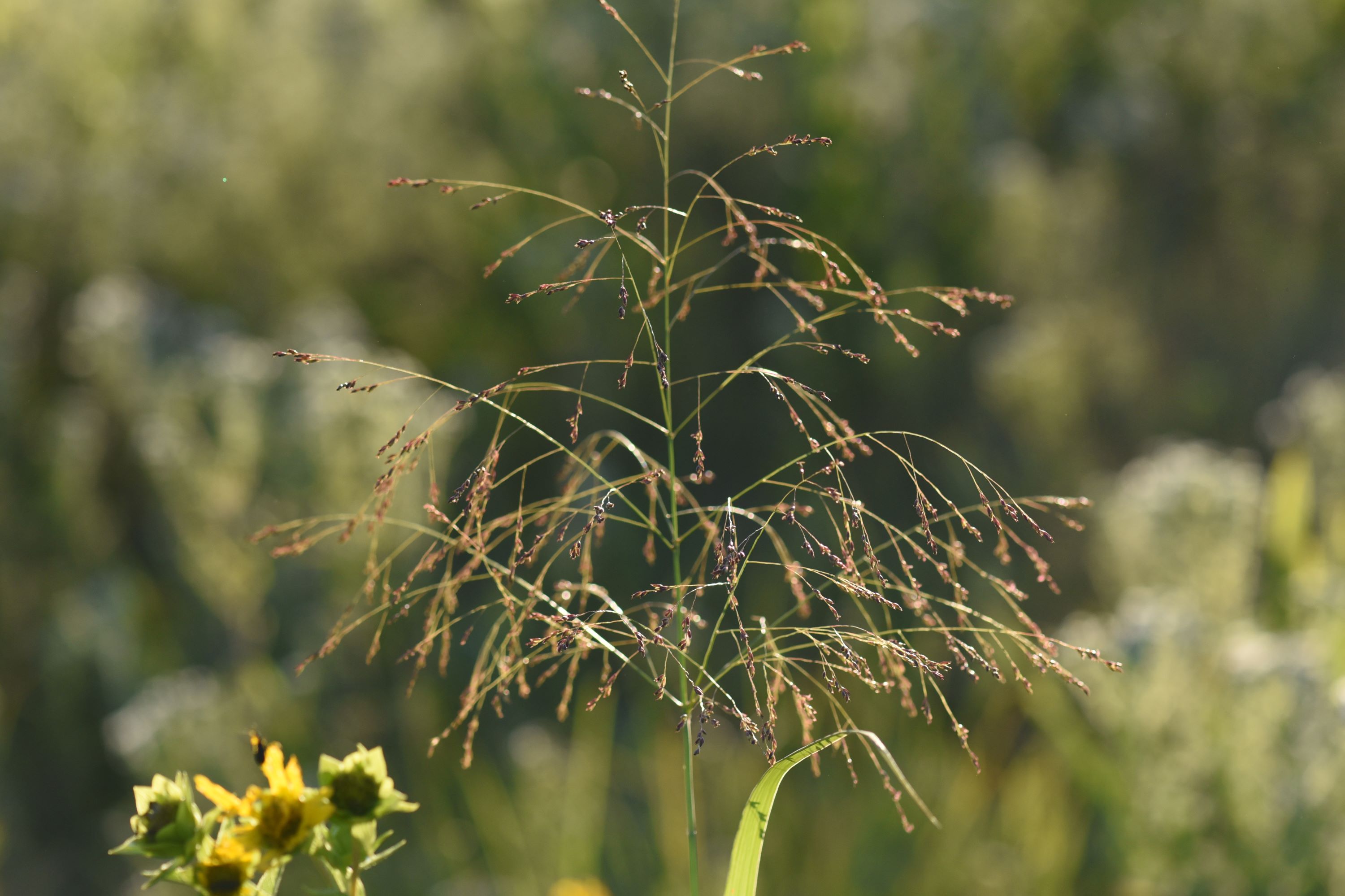 Panicum virgatum (switchgrass) inflorescence