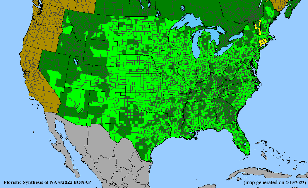 Panicum virgatum (switchgrass) BONAP map