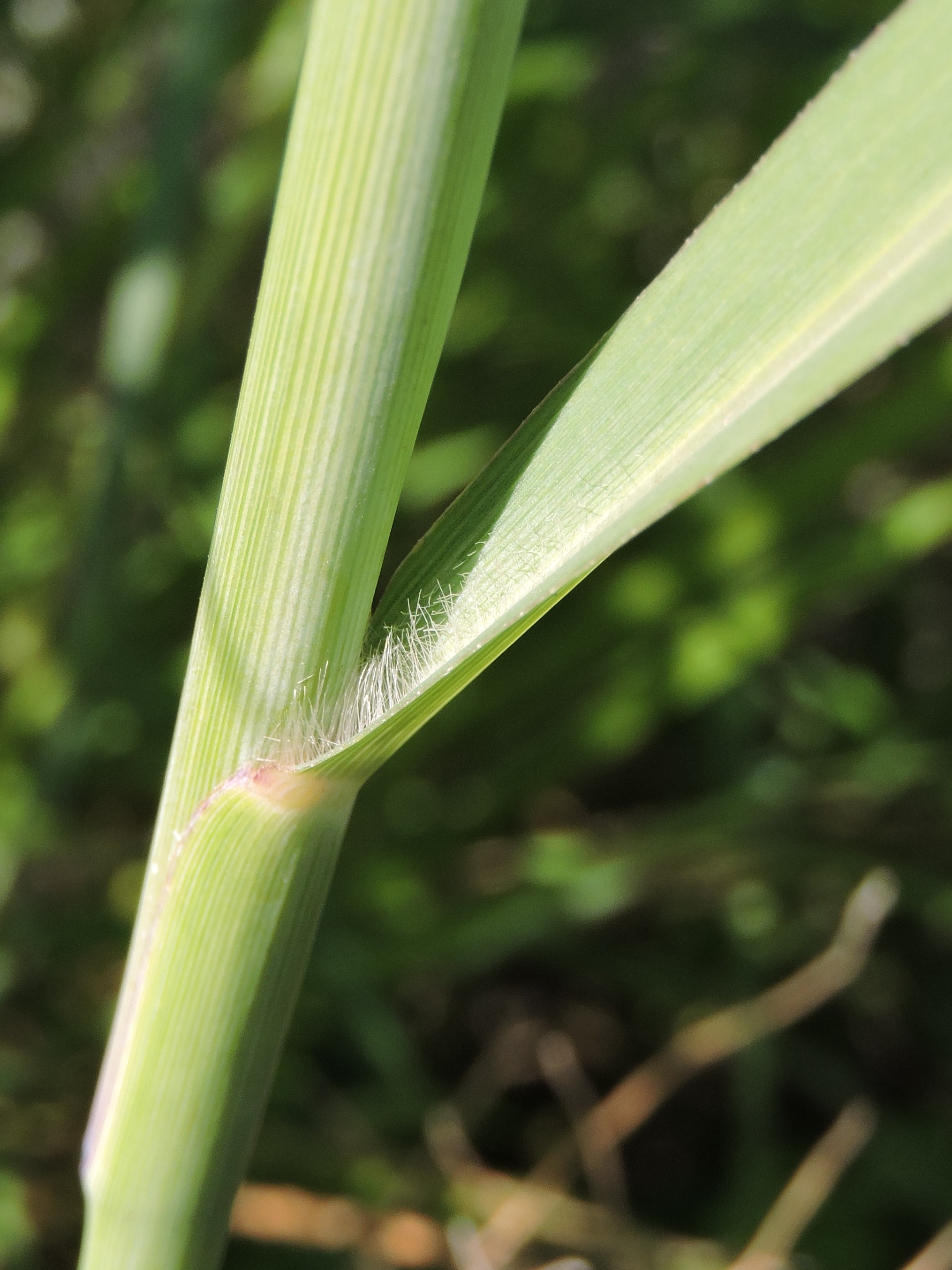 Panicum virgatum (switchgrass) leaf sheath and blade
