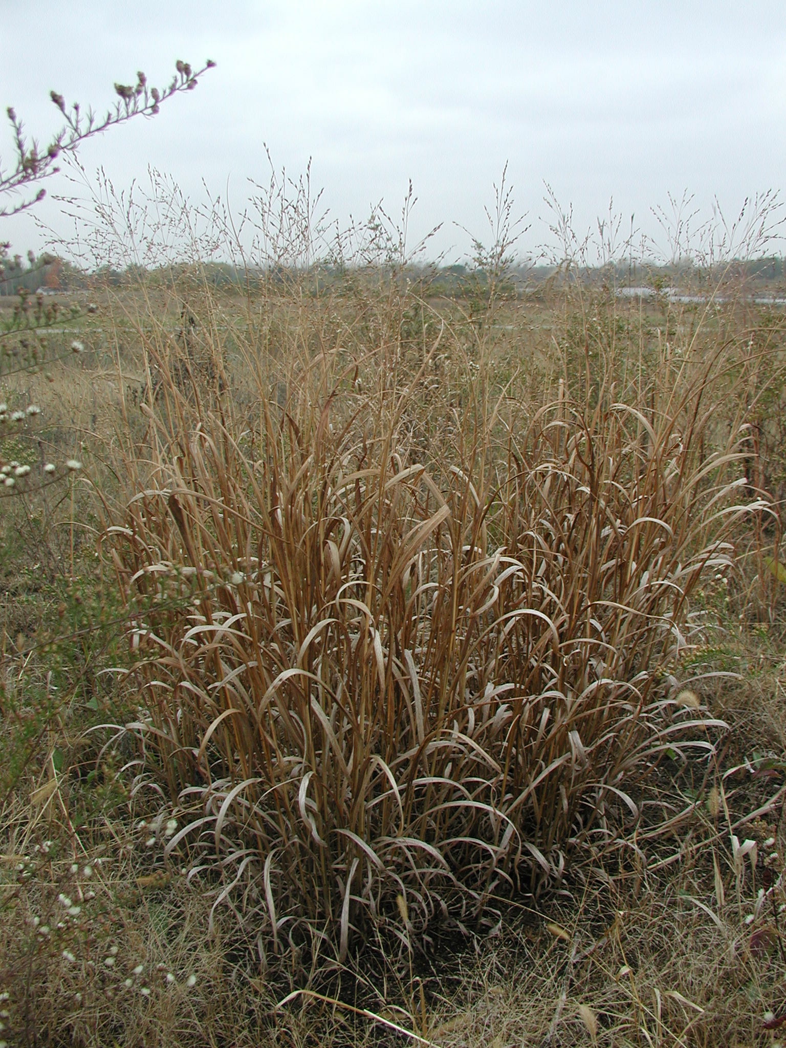 Panicum virgatum (switchgrass) whole plant