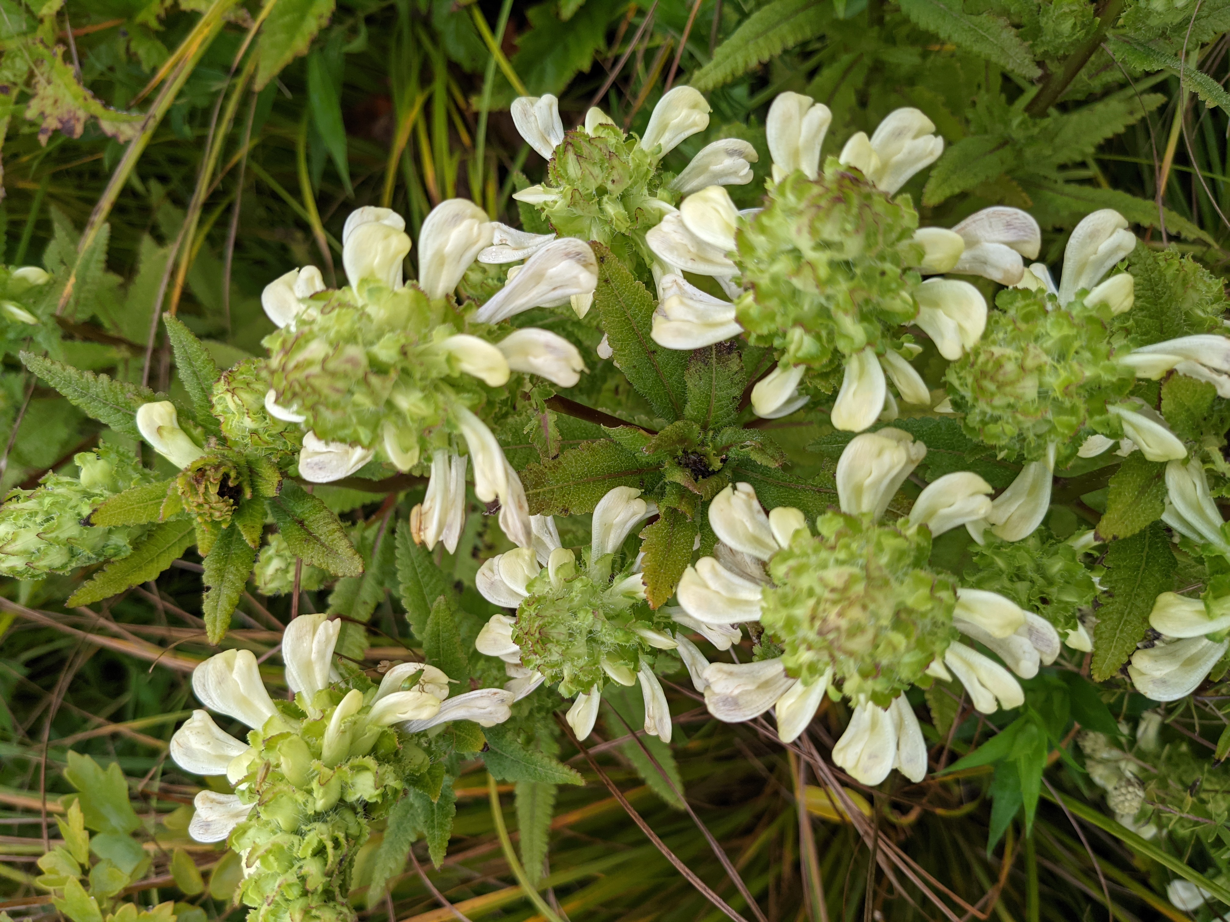 swamp lousewort flower