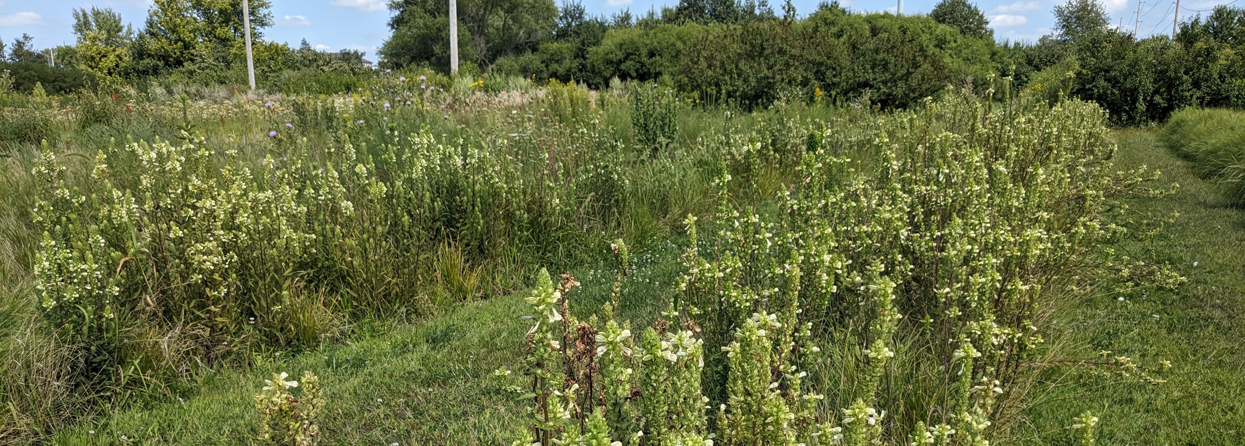 swamp lousewort header image