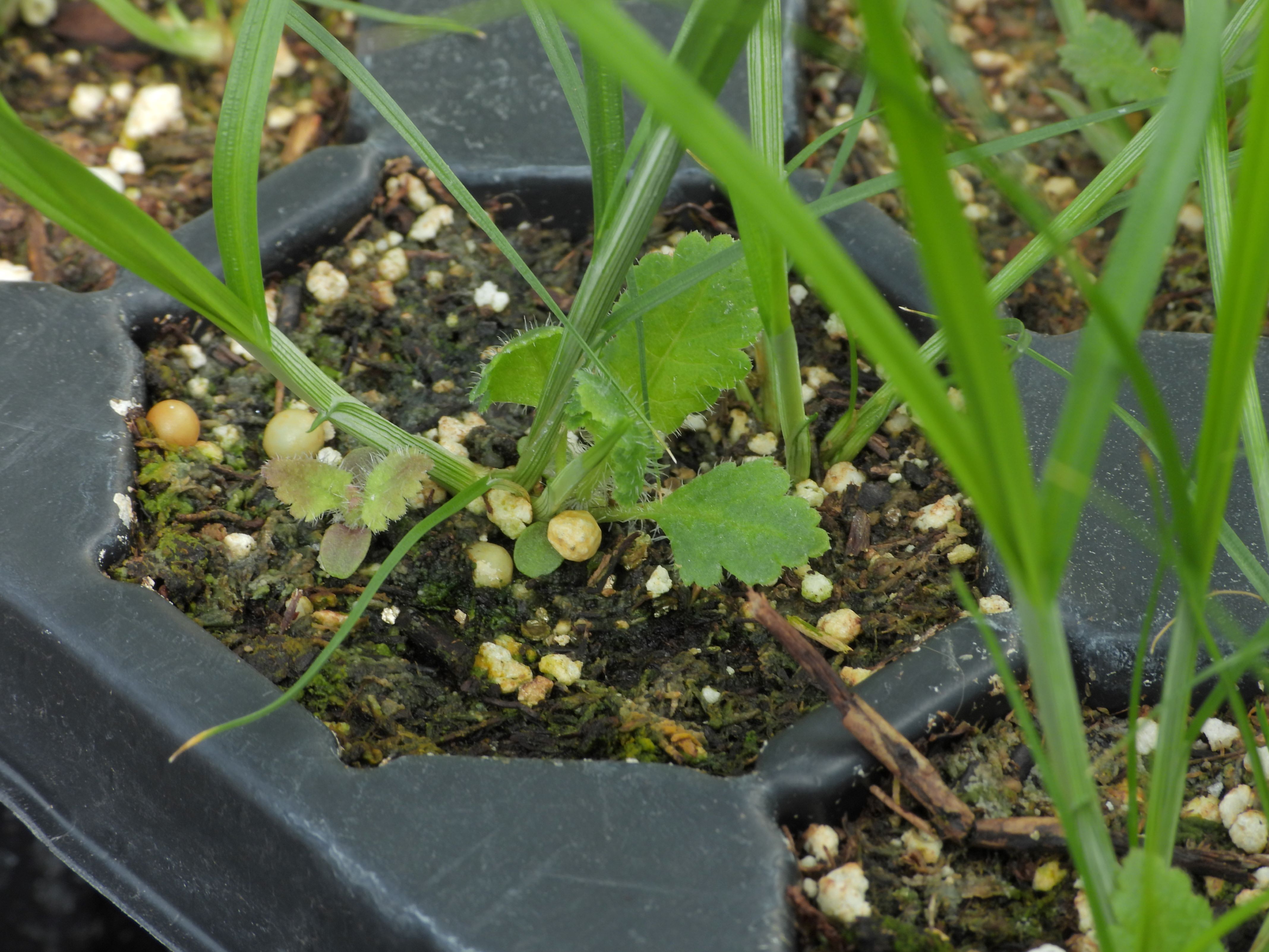 swamp lousewort seedling with host plant