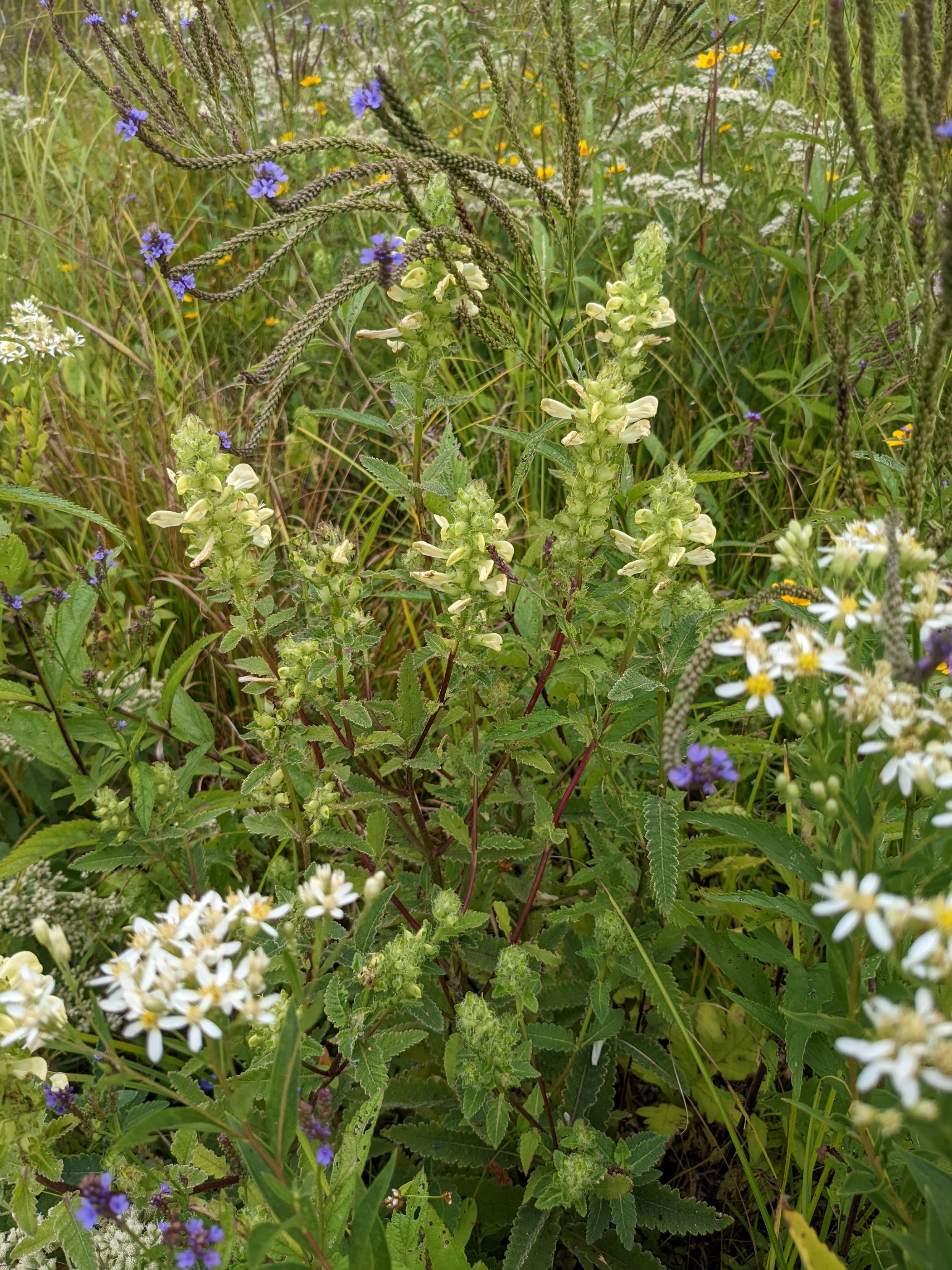 swamp lousewort whole plant