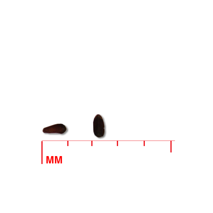 Pycnanthemum tenuifolium (narrowleaf mountainmint) seed