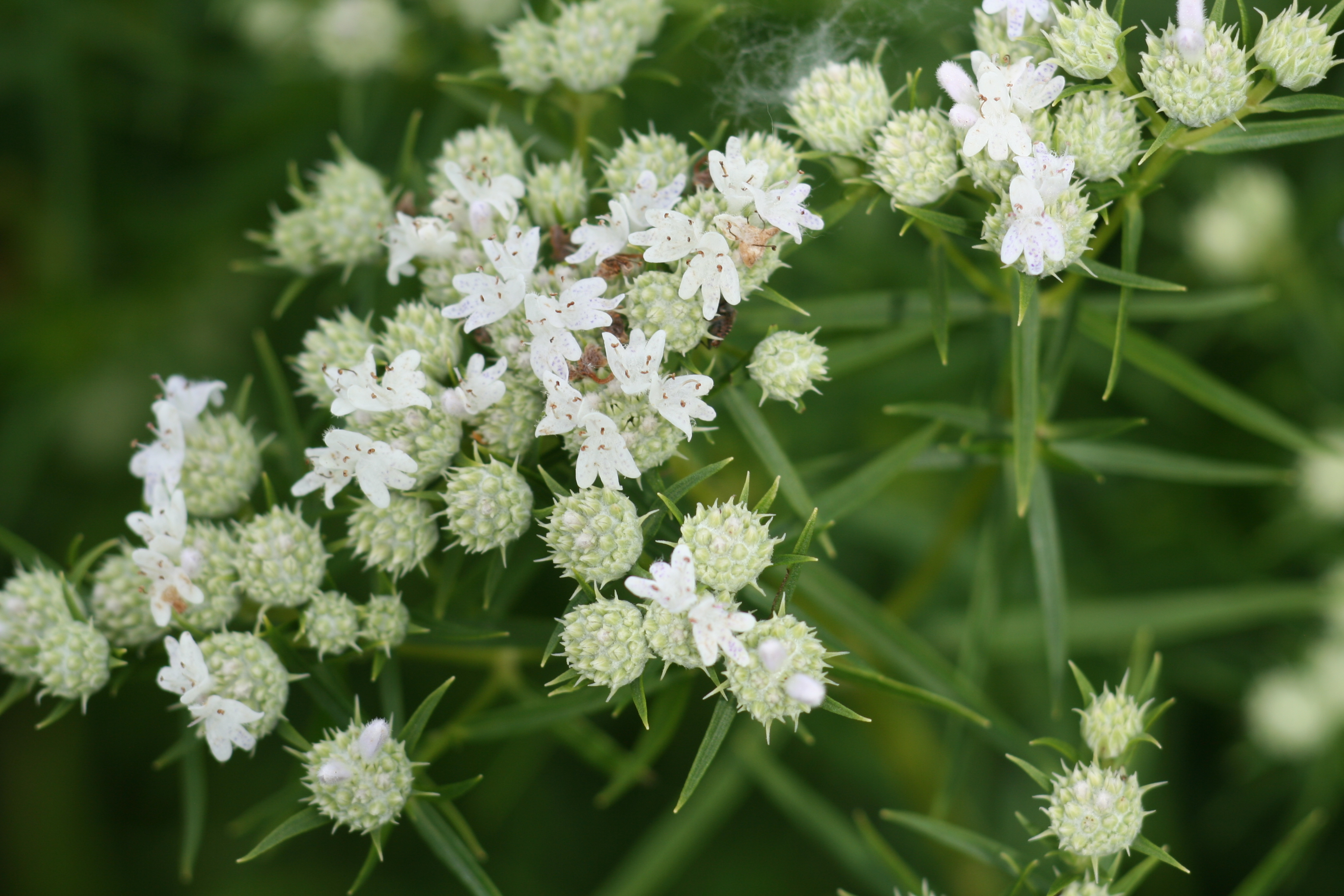 Pycnanthemum tenuifolium (narrowleaf mountainmint) flowers