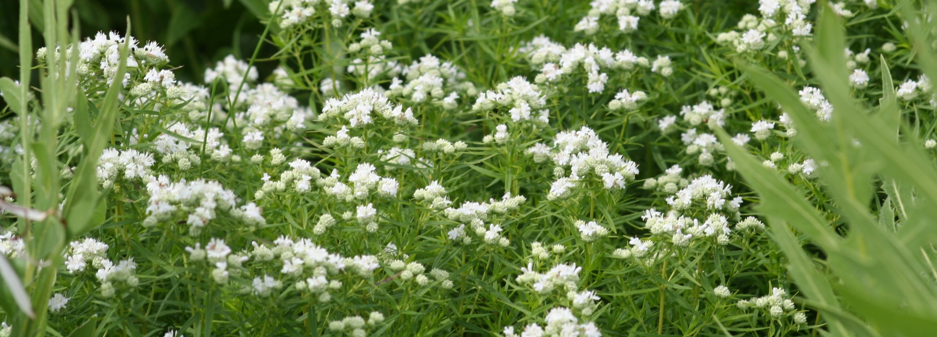 Pycnanthemum tenuifolium (narrowleaf mountainmint) header image