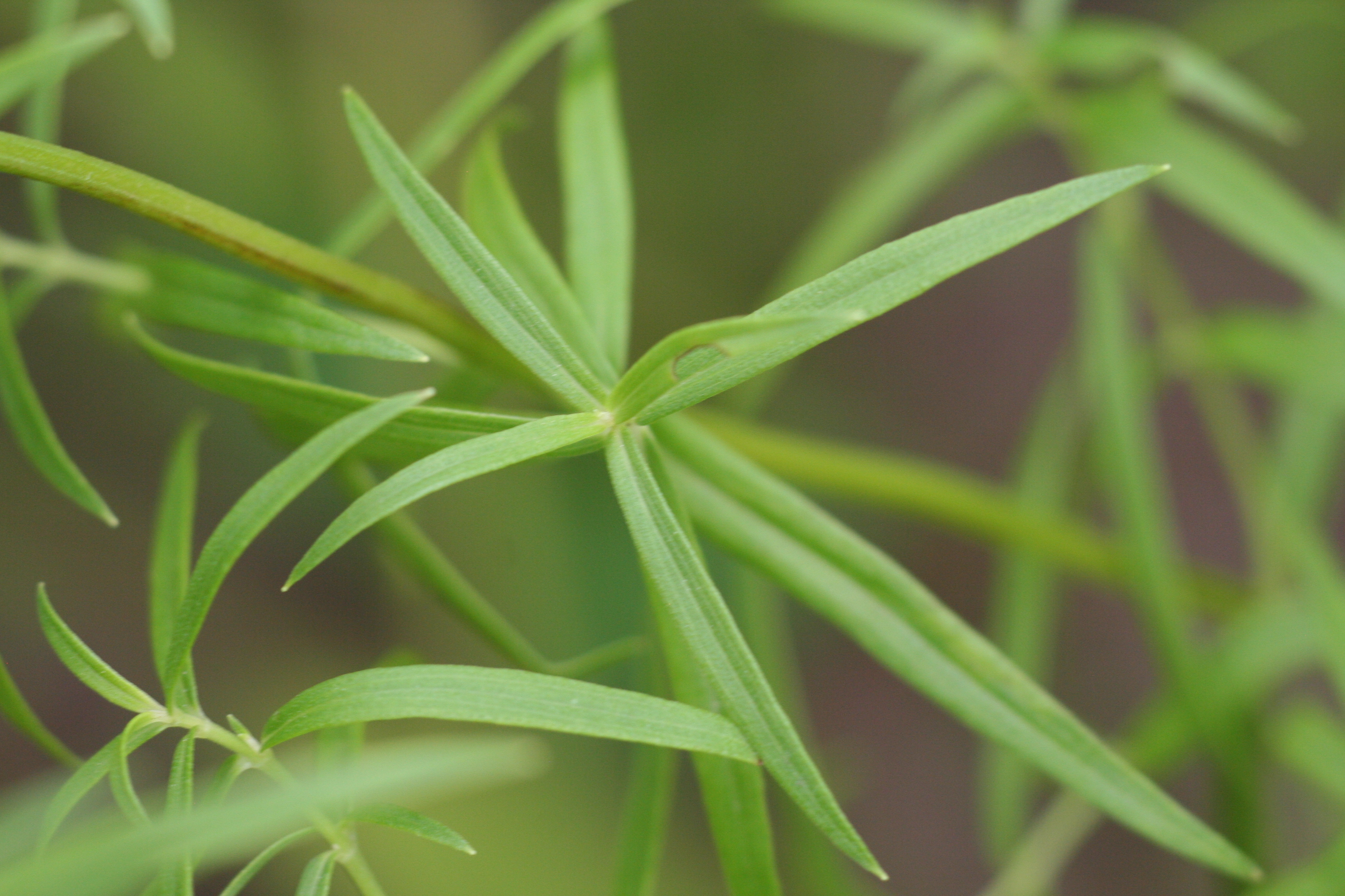Pycnanthemum tenuifolium (narrowleaf mountainmint) leaf