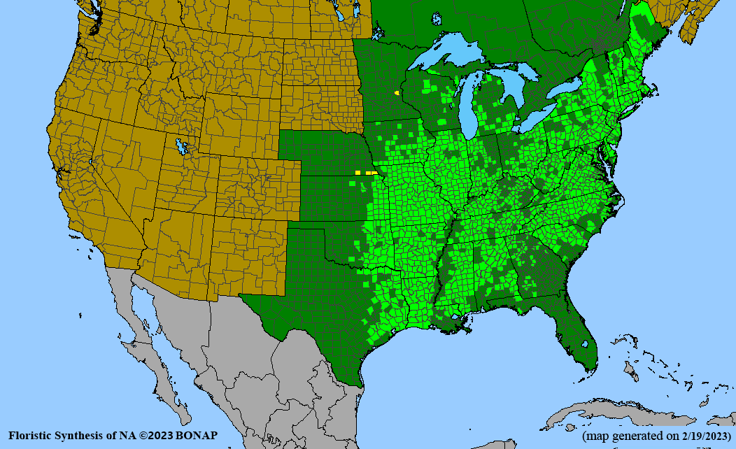 Pycnanthemum tenuifolium (narrowleaf mountainmint) BONAP map