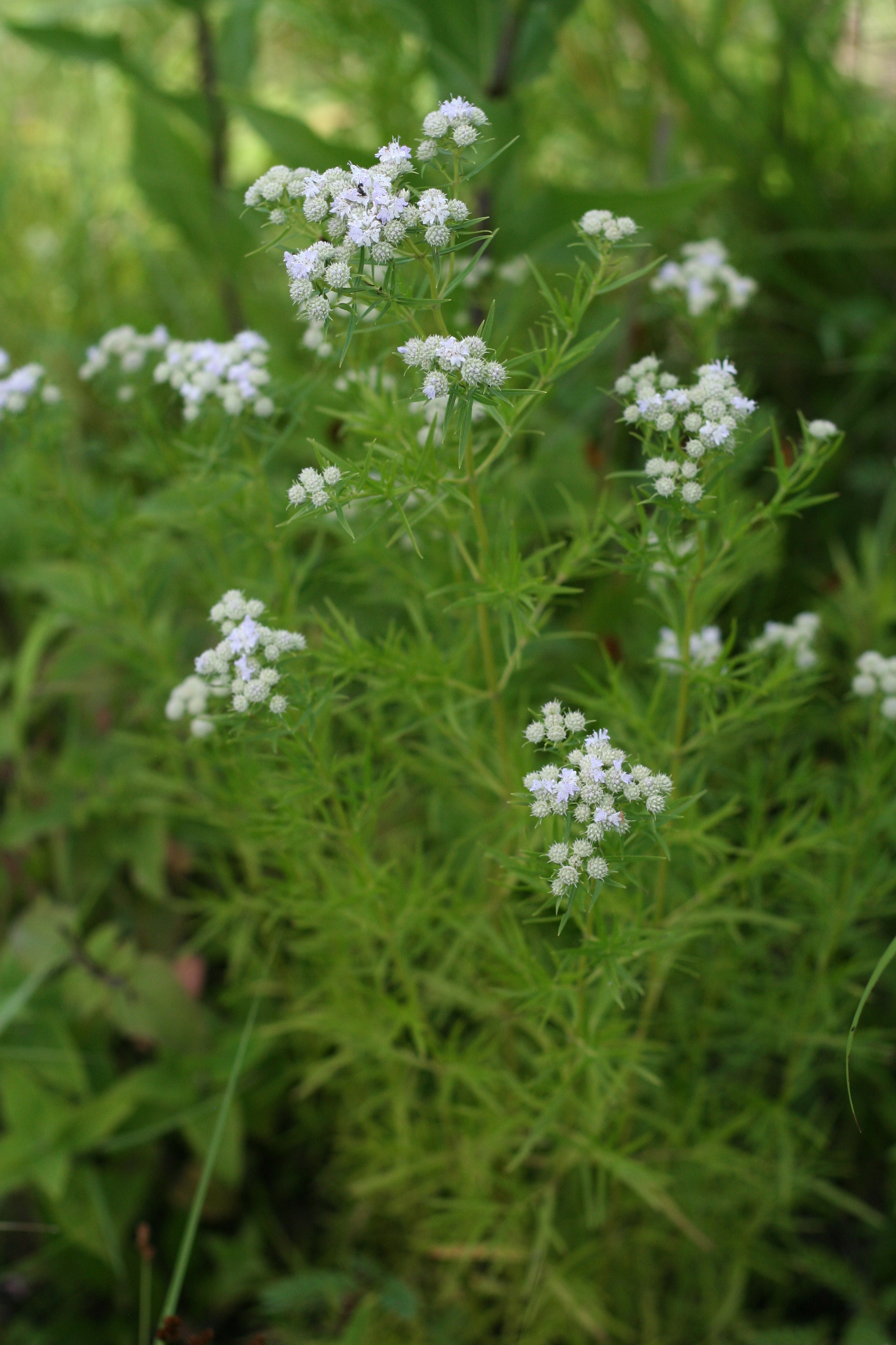 Pycnanthemum tenuifolium (narrowleaf mountainmint) whole plant