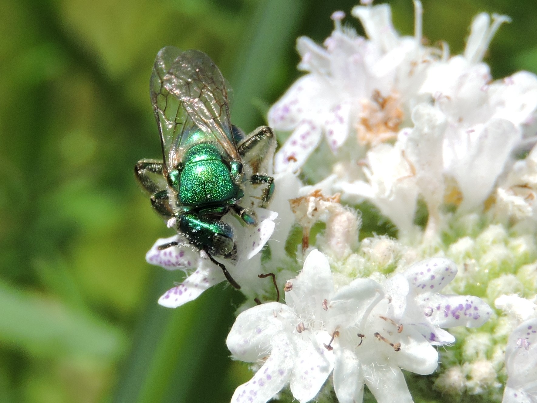 Pycnanthemum virginianum (Virginia mountain mint) flower