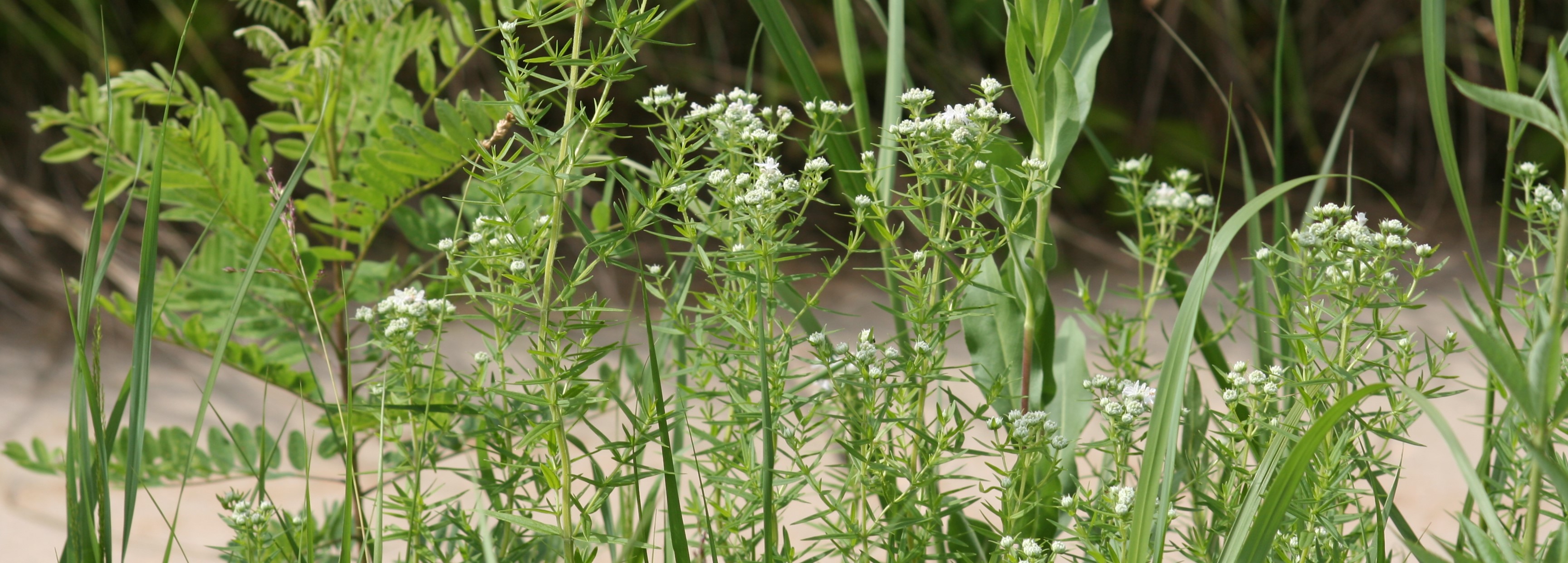 Pycnanthemum virginianum (Virginia mountain mint) header image