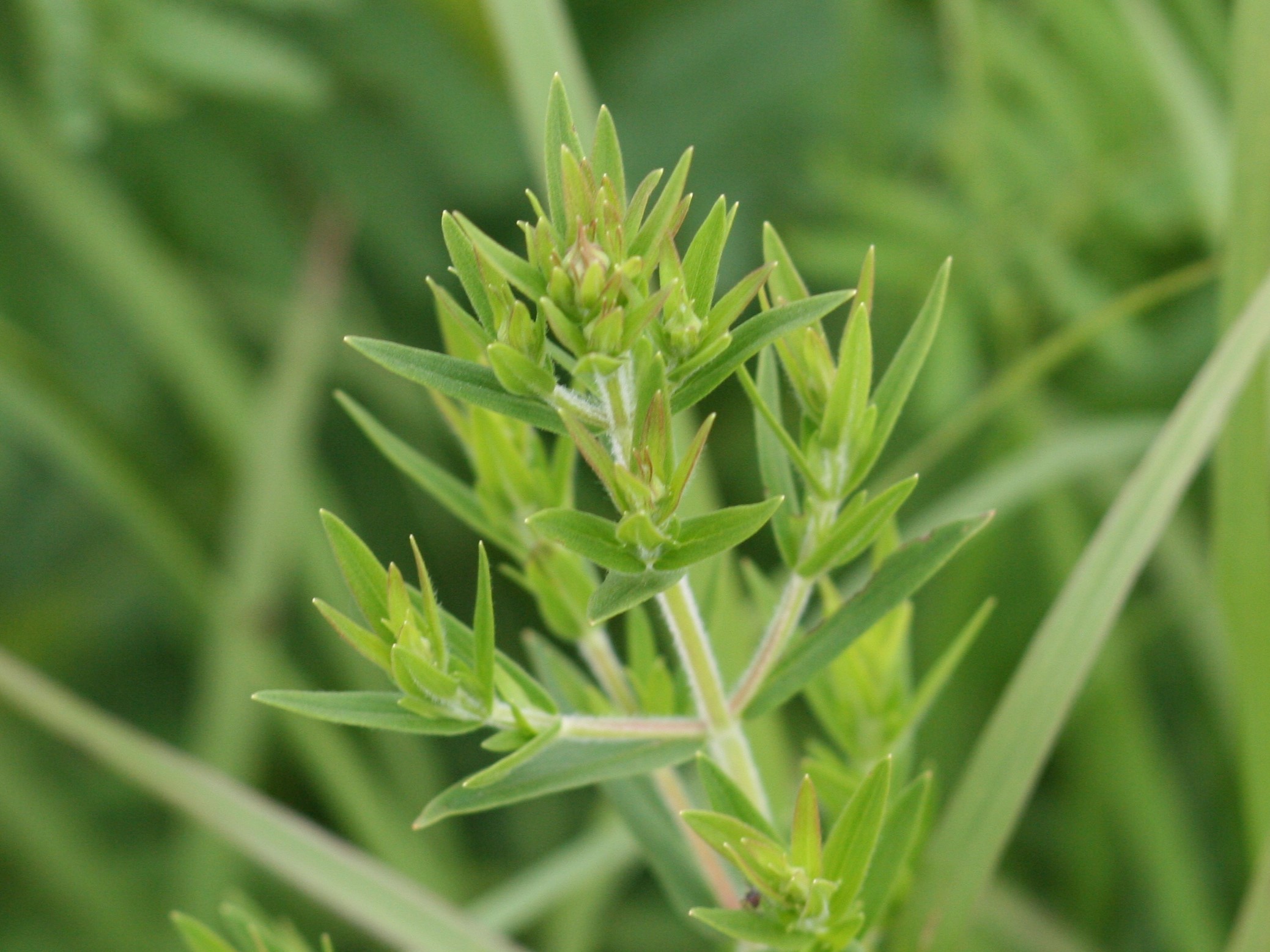 Pycnanthemum virginianum (Virginia mountain mint) leaves