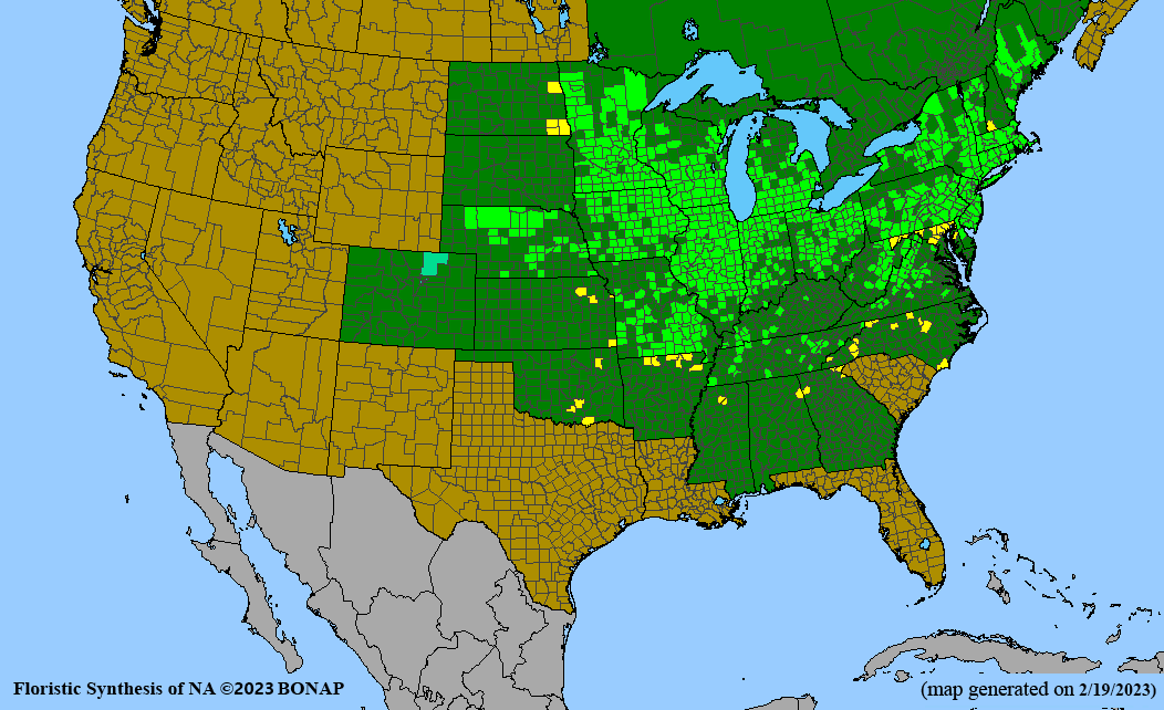 Pycnanthemum virginianum (Virginia mountain mint) BONAP map