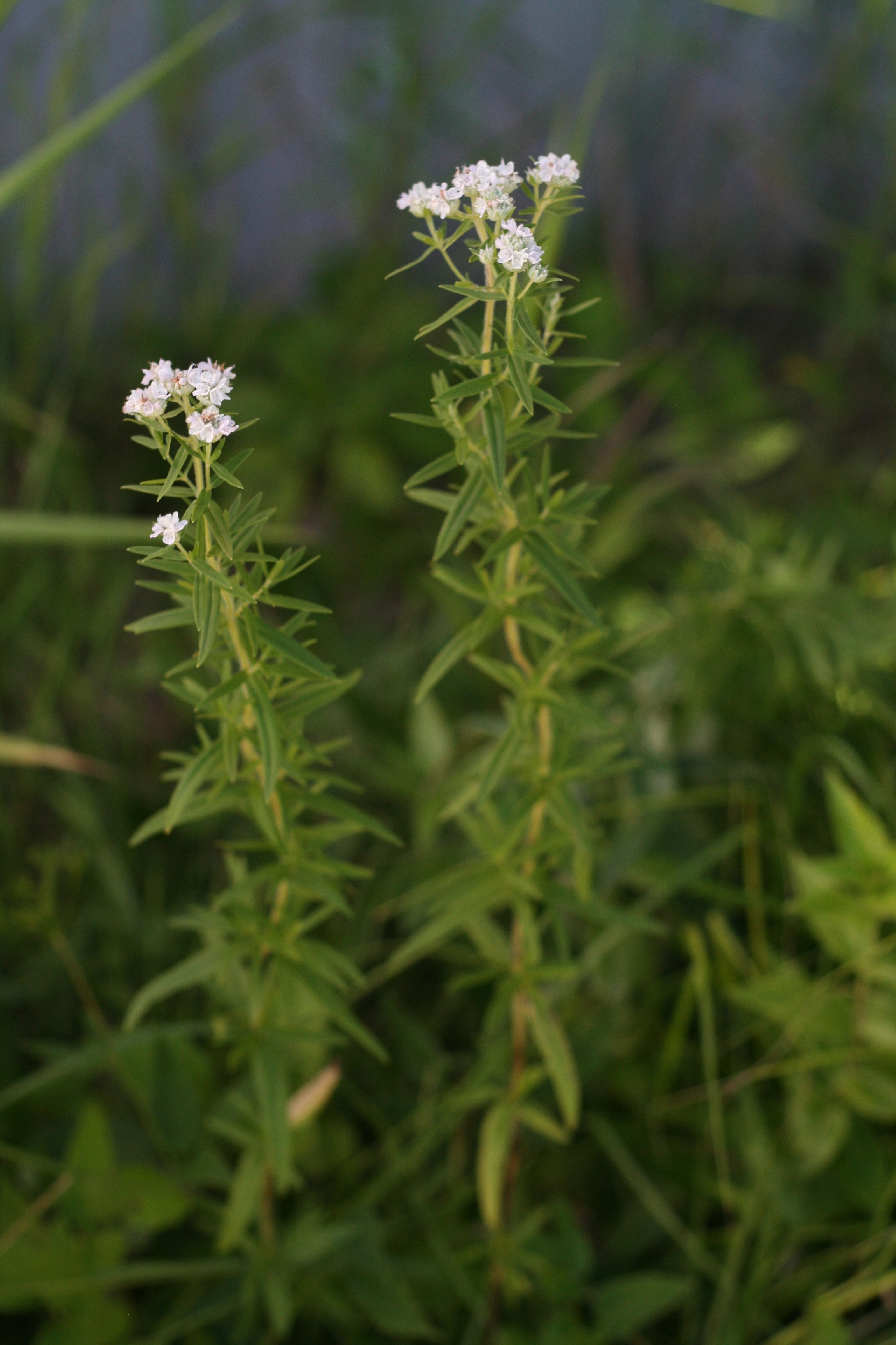 Pycnanthemum virginianum (Virginia mountain mint) whole plant