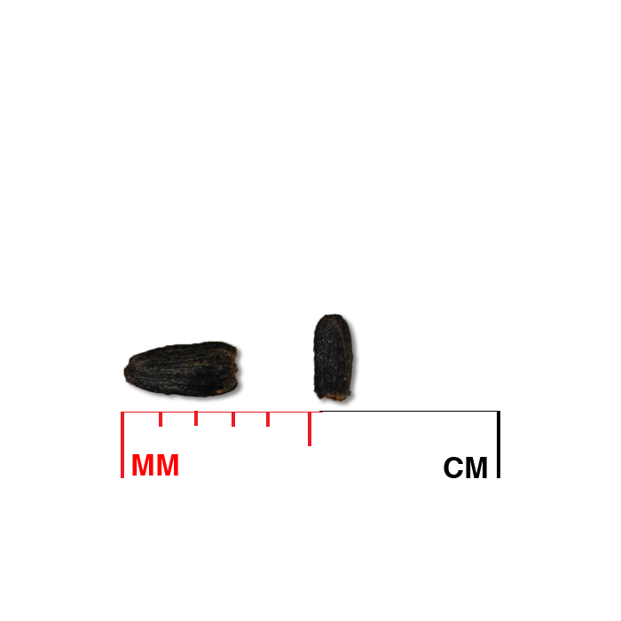 Ratibida pinnata (pinnate prairie coneflower) seed
