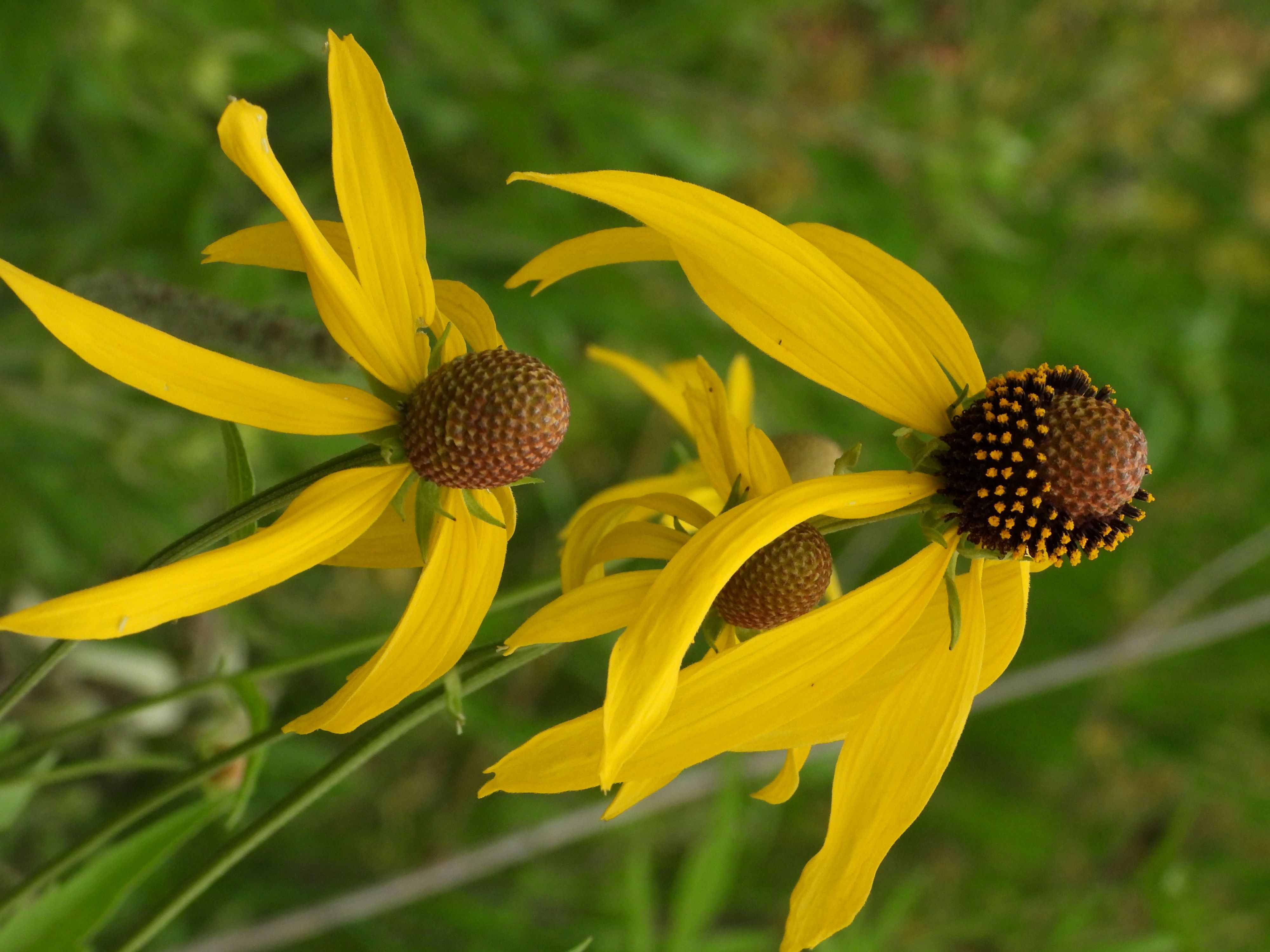 Ratibida pinnata (pinnate prairie coneflower) flower