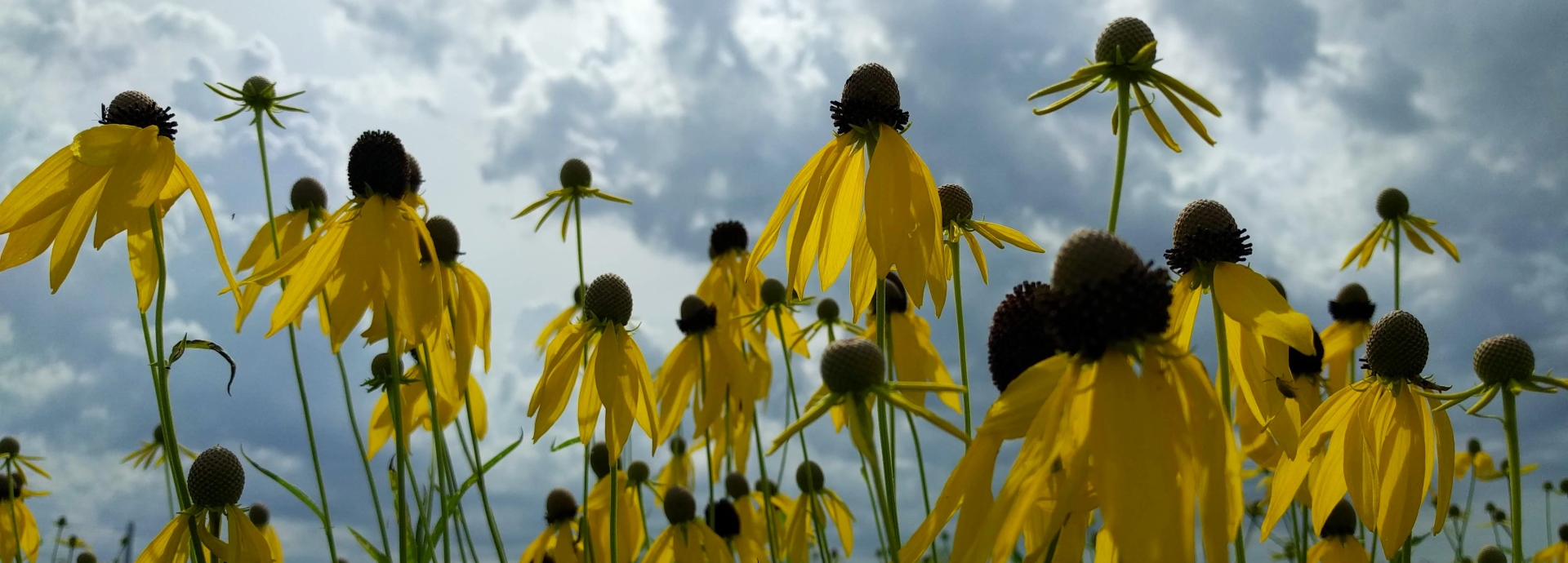 Ratibida pinnata (pinnate prairie coneflower) header image