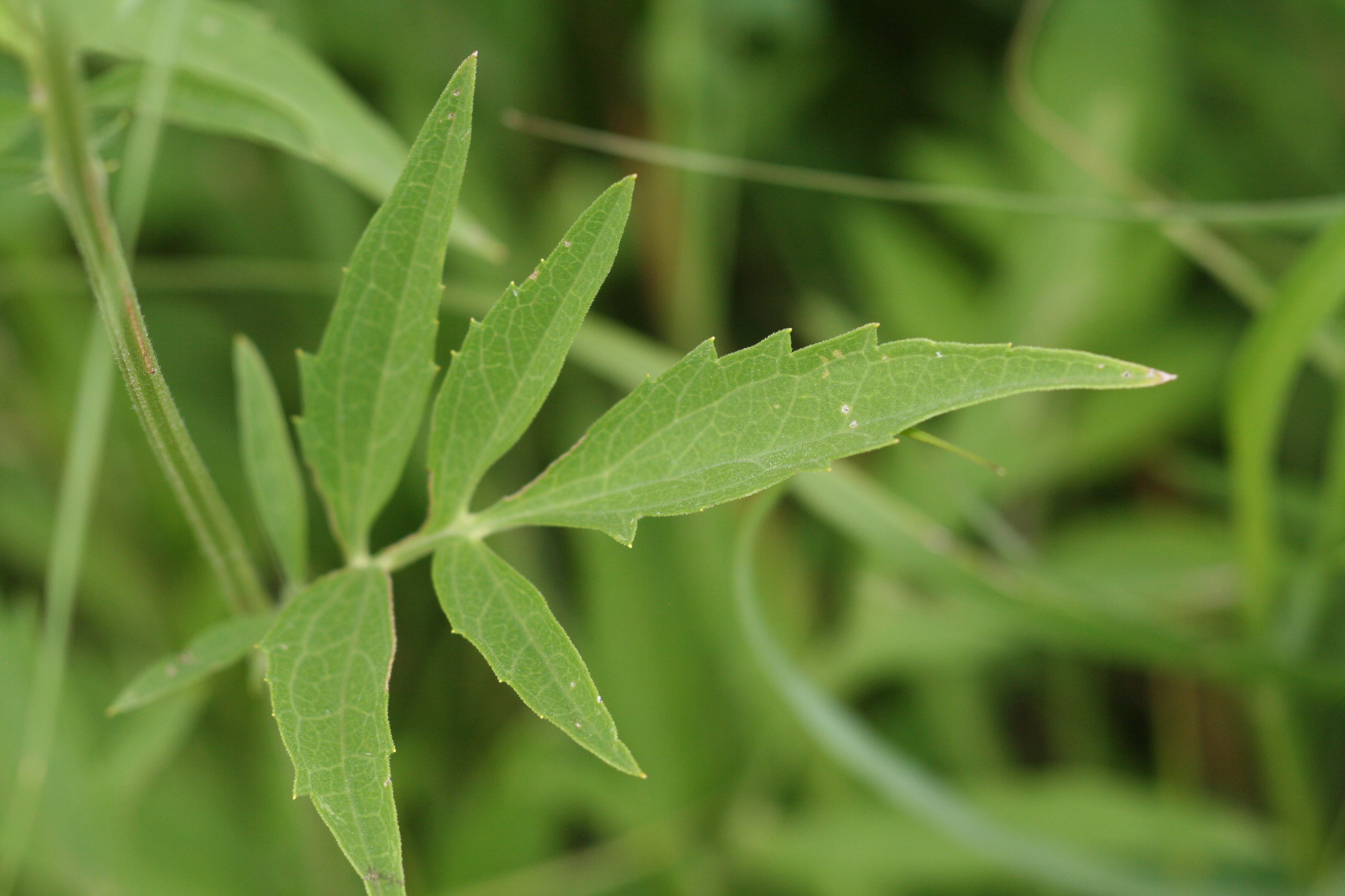 Ratibida pinnata (pinnate prairie coneflower) leaf