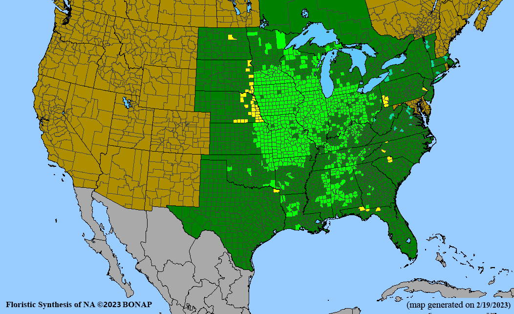 Ratibida pinnata (pinnate prairie coneflower) BONAP map