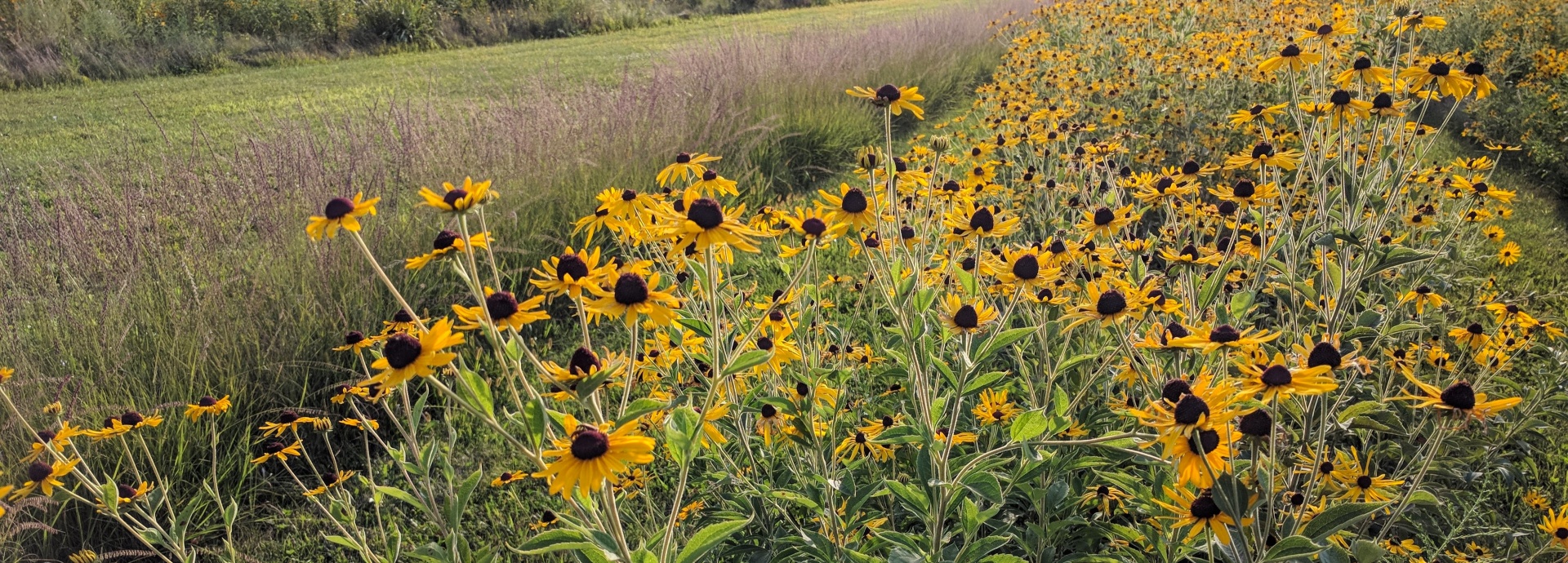Rudbeckia subtomentosa (sweet coneflower) header image