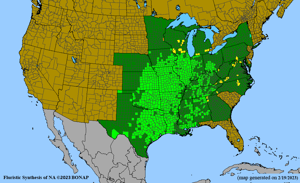 Ruellia humilis (fringeleaf wild petunia) BONAP map