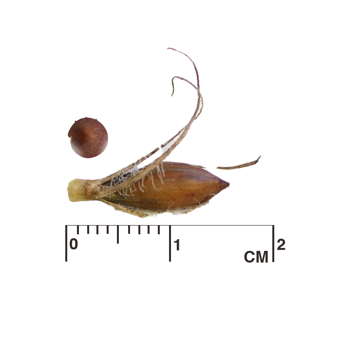 Ruellia humilis (fringeleaf wild petunia) seed