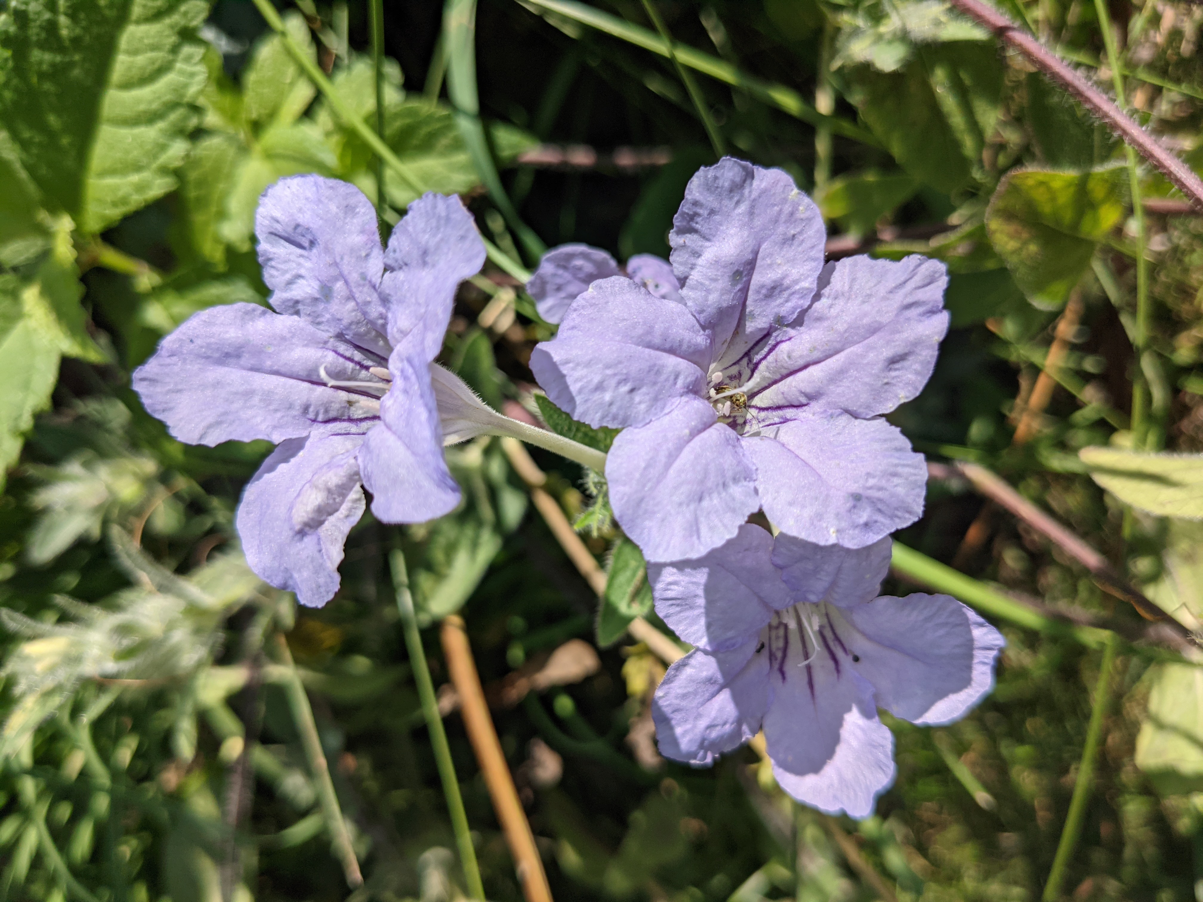 Ruellia humilis (fringeleaf wild petunia) flower
