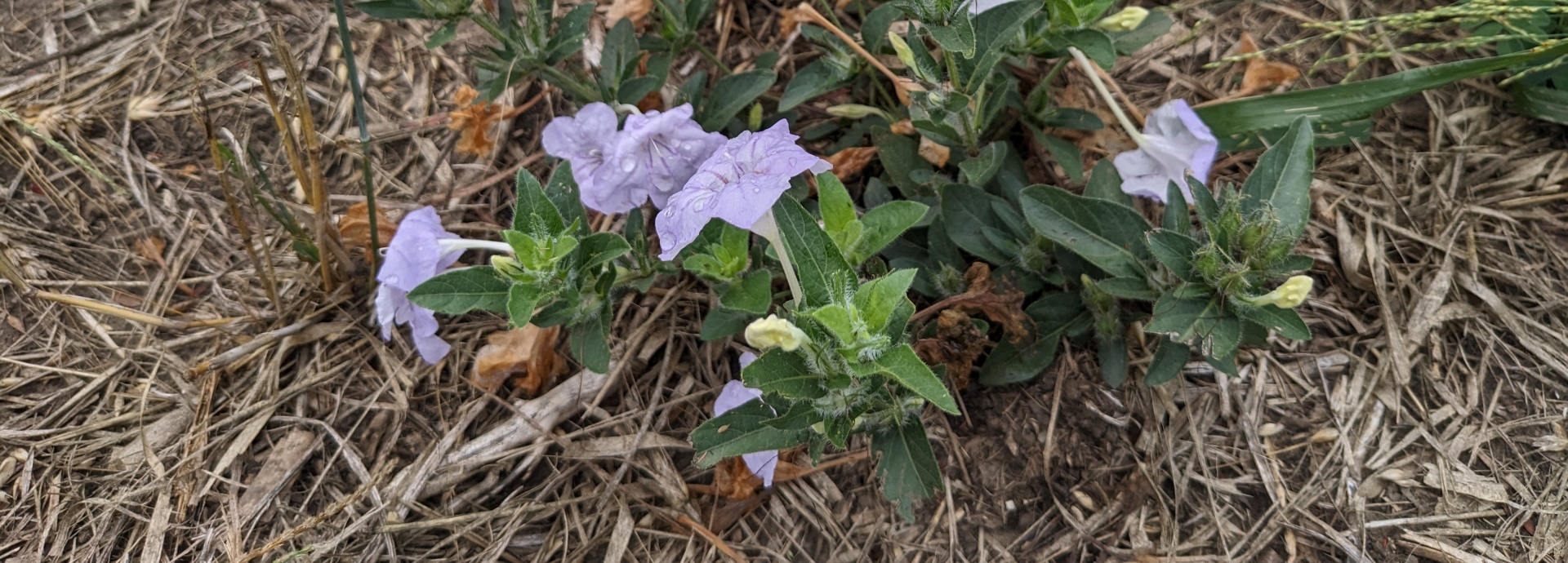 Ruellia humilis (fringeleaf wild petunia) header image