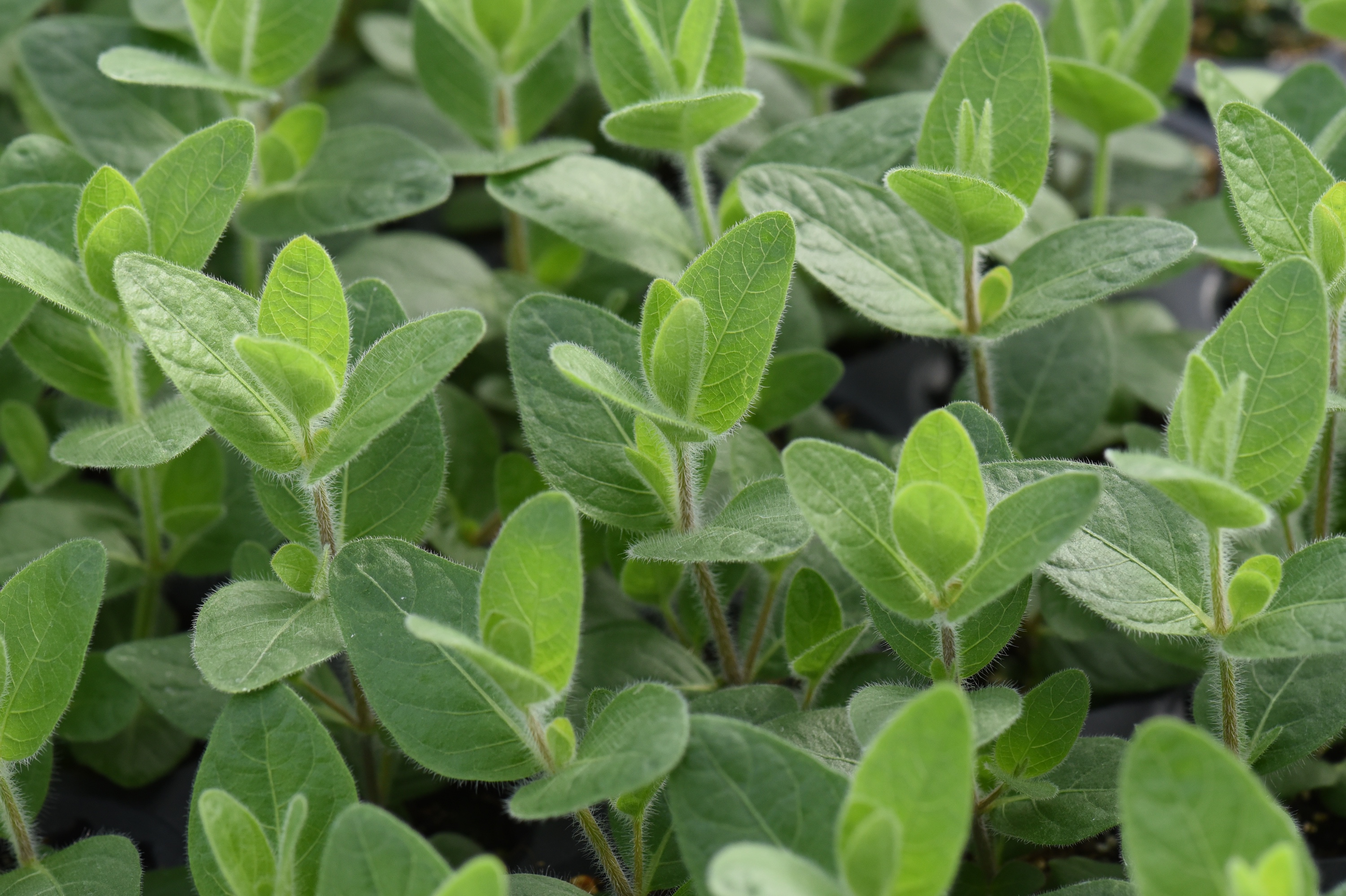 Ruellia humilis (fringeleaf wild petunia) leaves