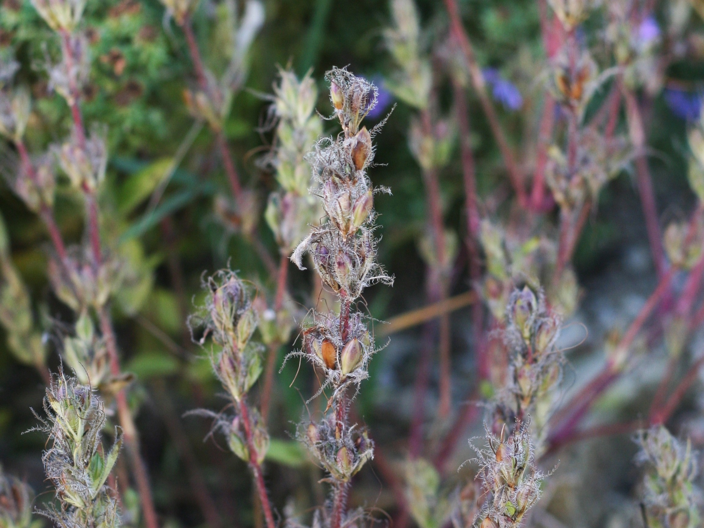 Ruellia humilis (fringeleaf wild petunia) seedhead