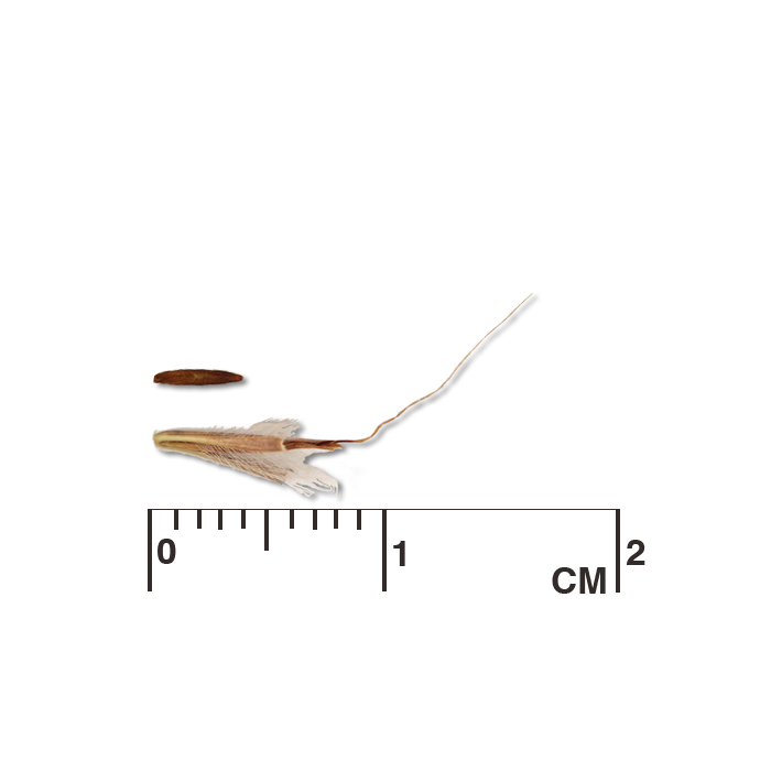 little bluestem (Schizachyrium scoparium) seed