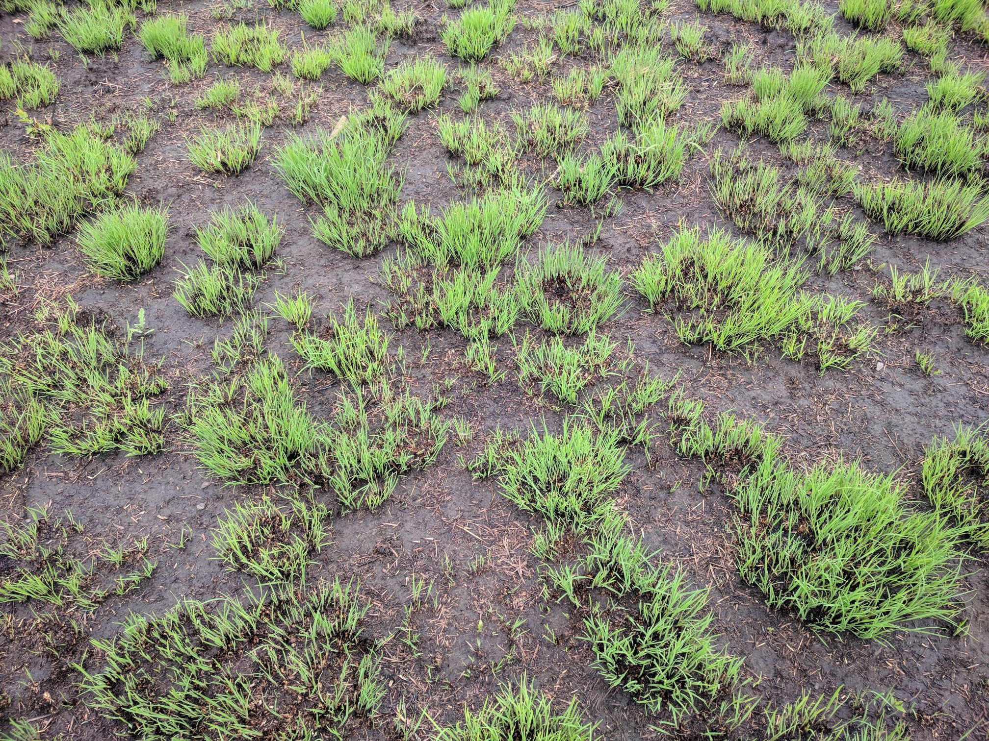Schizachyrium scoparium (little bluestem) growth form
